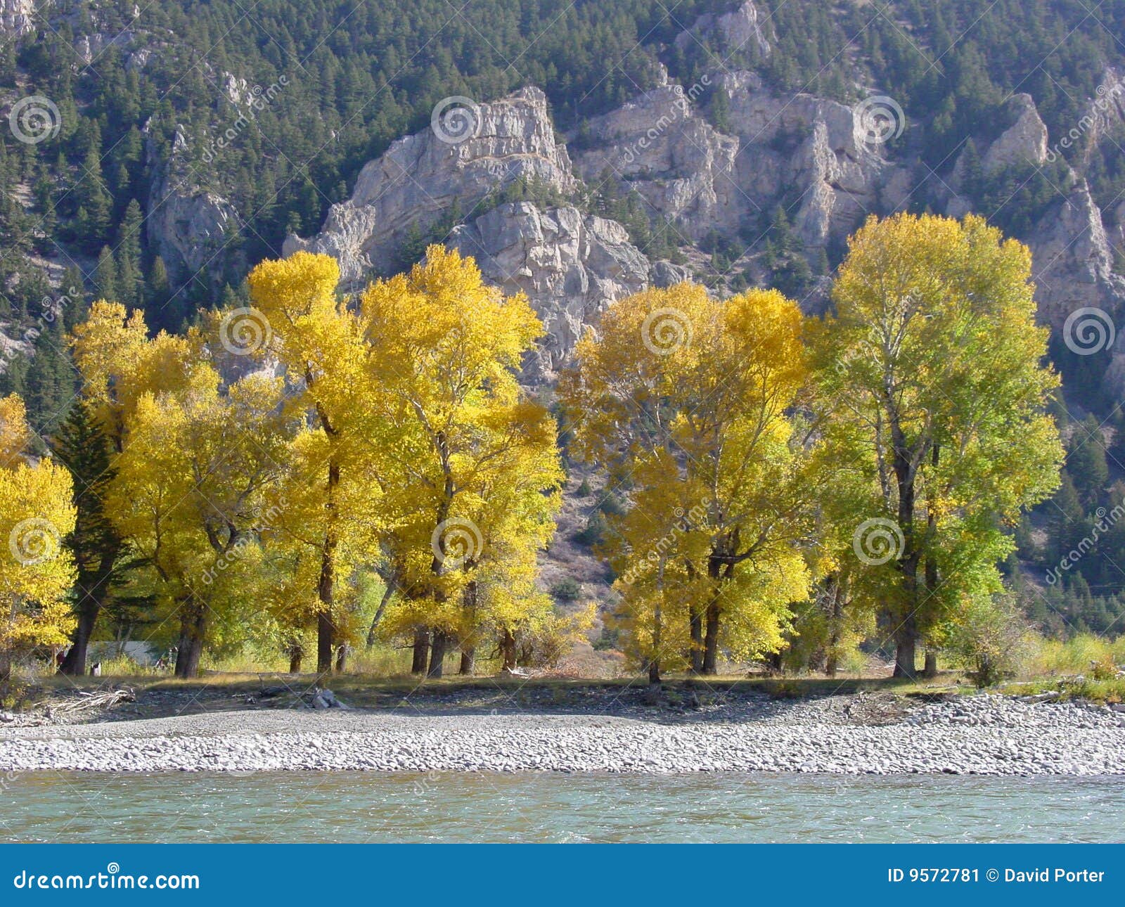 Cottonwoods, Yellowstone River, Montana Stock Image Image of fall