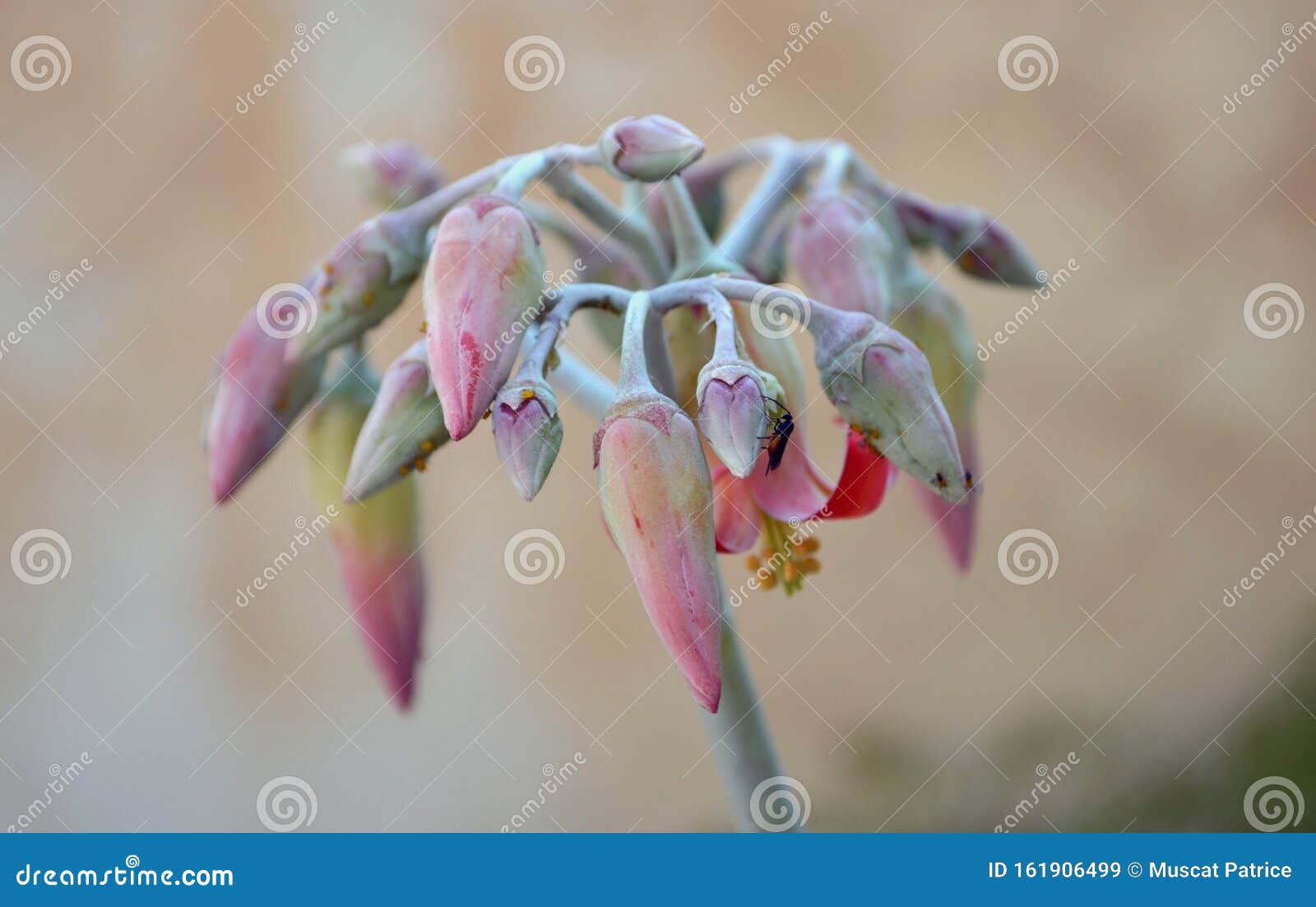 cotyledon orbiculata pig`s ear