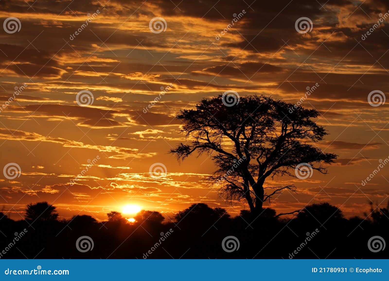 Coucher Du Soleil Africain Avec Larbre Silhouetté Image