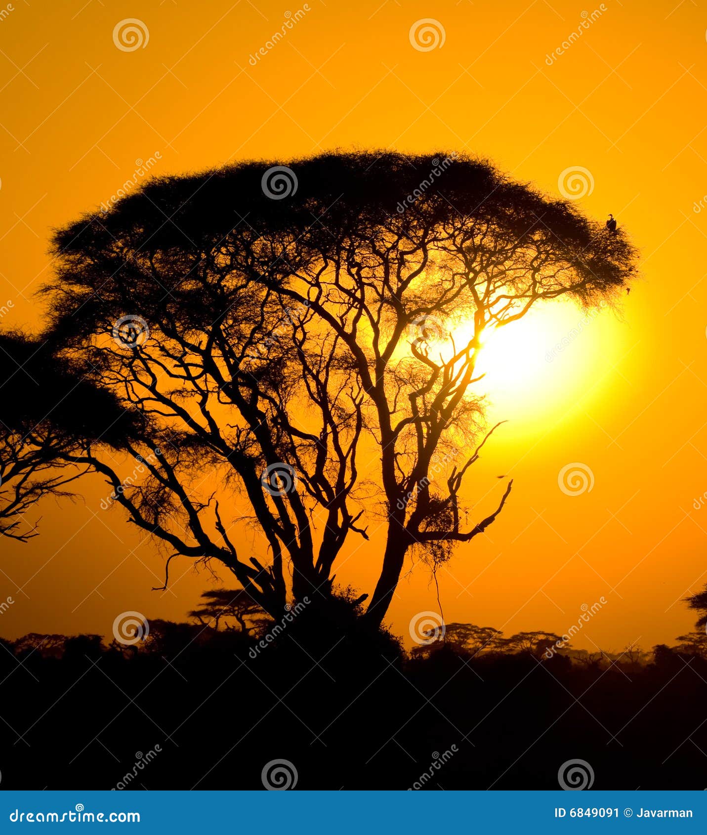 Coucher Du Soleil Africain Dans La Savane Image Stock