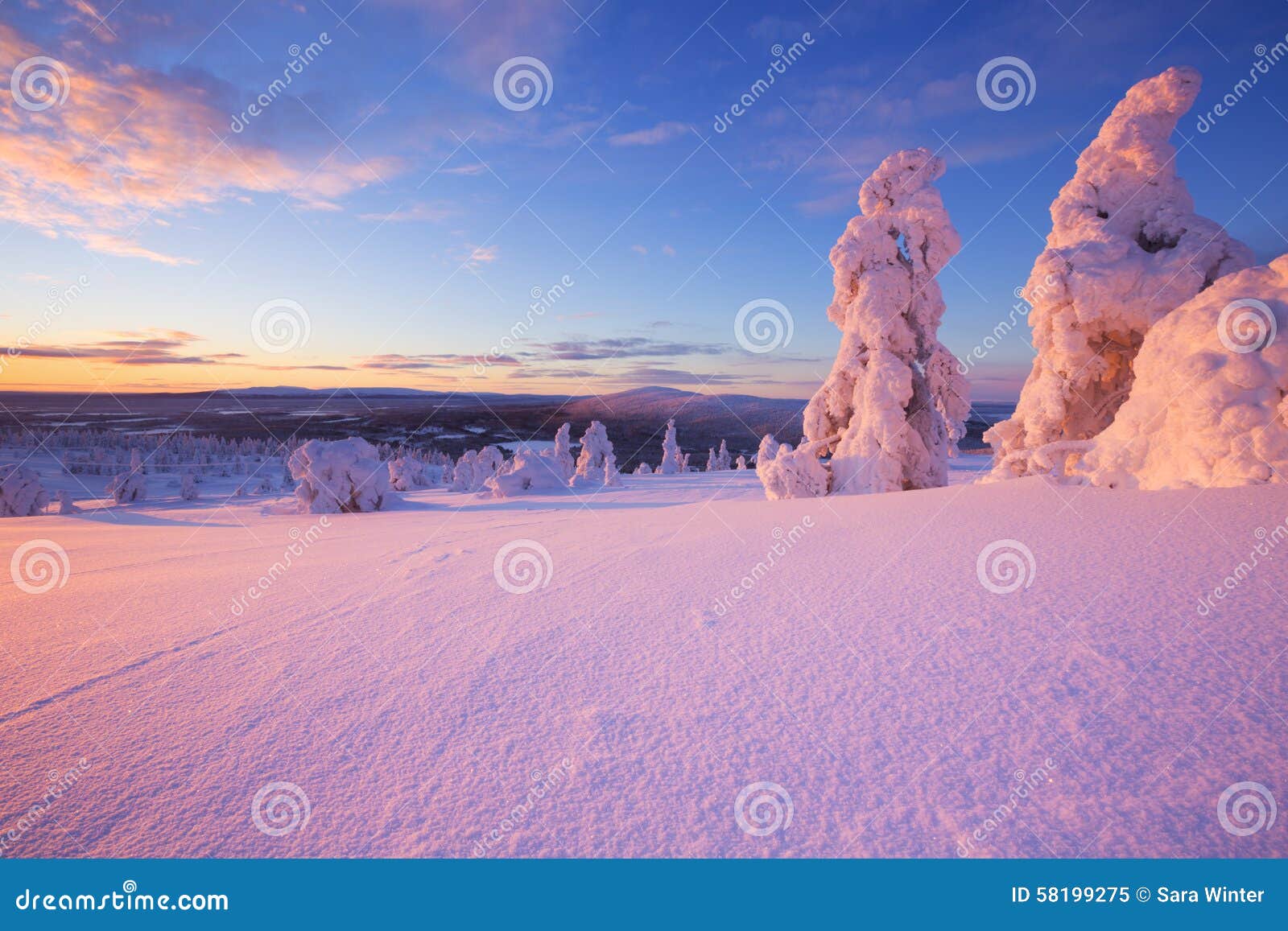 Coucher Du Soleil Au Dessus Des Arbres Congelés En Laponie