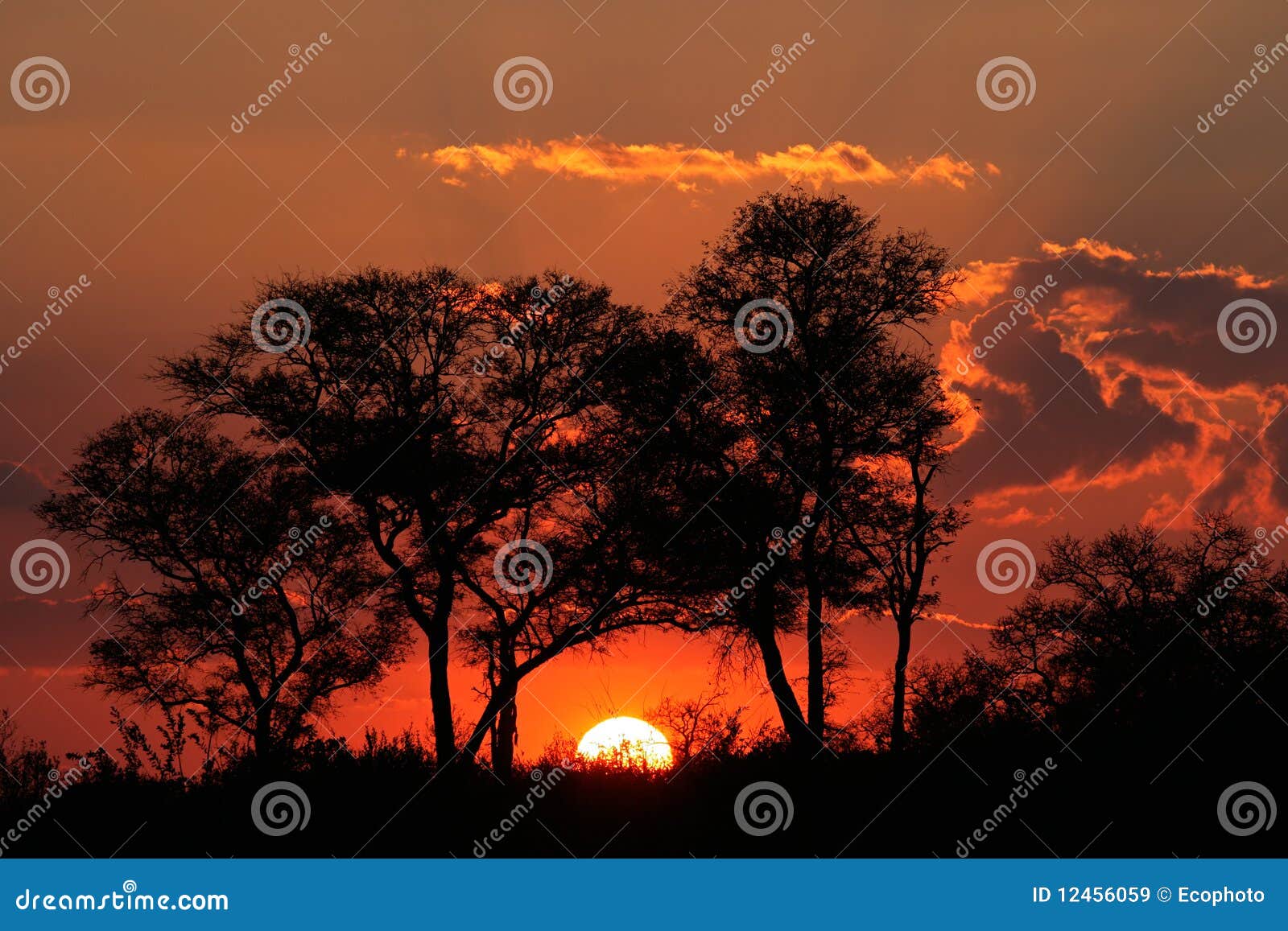 Coucher Du Soleil De La Savane Afrique Du Sud Image Stock