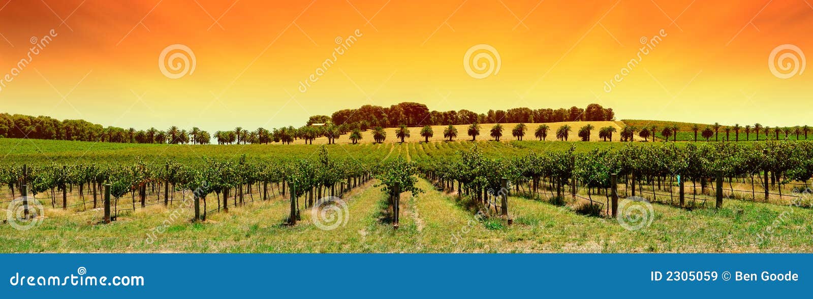 Coucher Du Soleil De Panorama De Vigne Image Stock Image