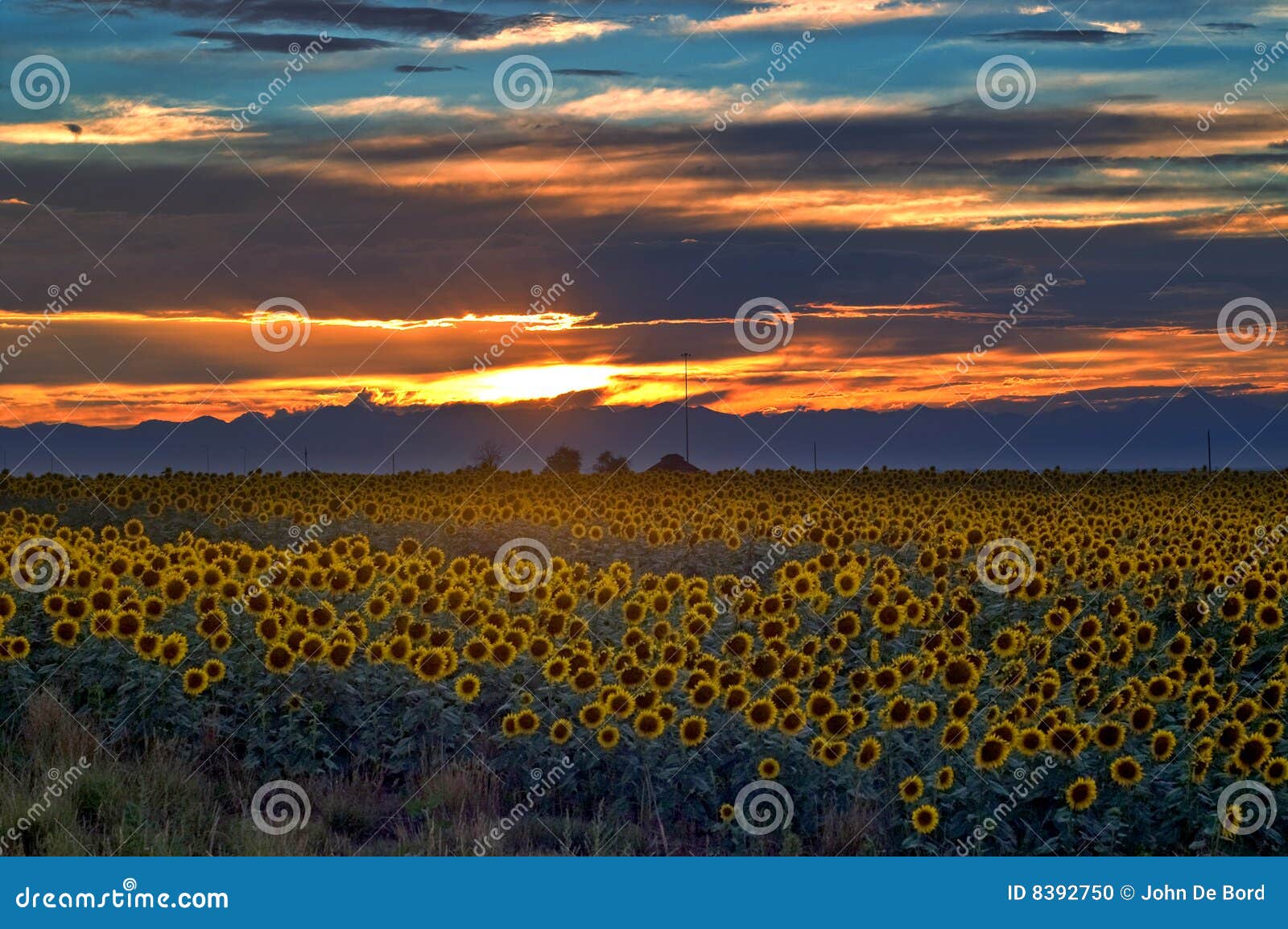 Coucher du soleil de tournesol de zone du Colorado. La zone orientale du Colorado raffine le coucher du soleil de tournesol