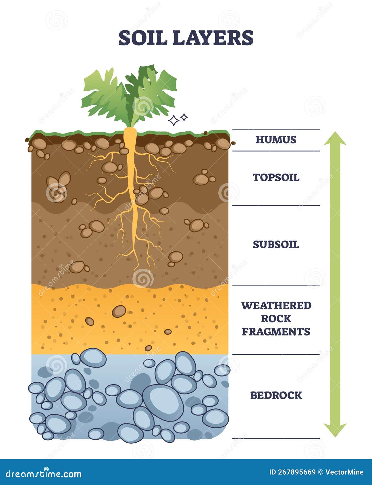 Couches De Structure Du Sol Coupe Transversale Du Sol Diagramme D'éducation  Herbe Humus Couche Arable Sous-sol Roche Mère Et Substrat Rocheux Géologie  Vecteur Bannière