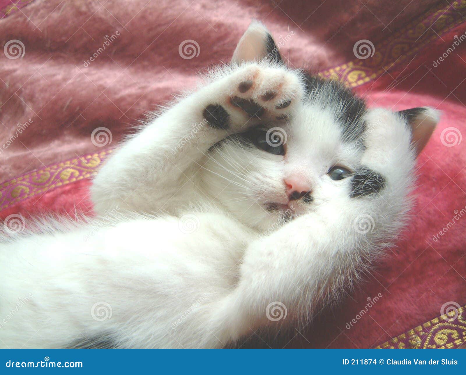Coucou De Chaton Photo Stock Image Du Chat Huez Blanc Coucou De Chaton Photo Stock Image Du Chat Huez Blanc
