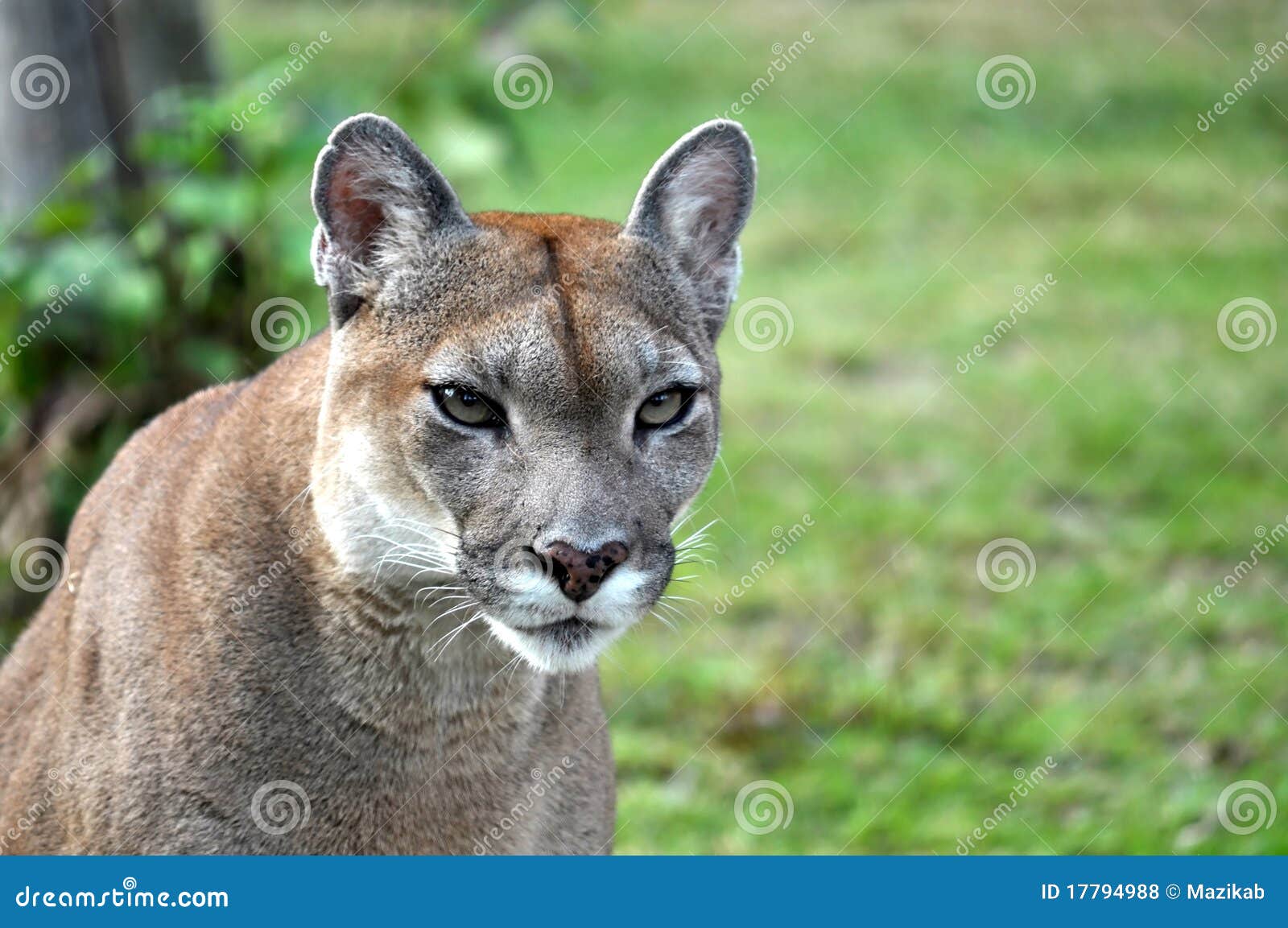 eastern puma cat