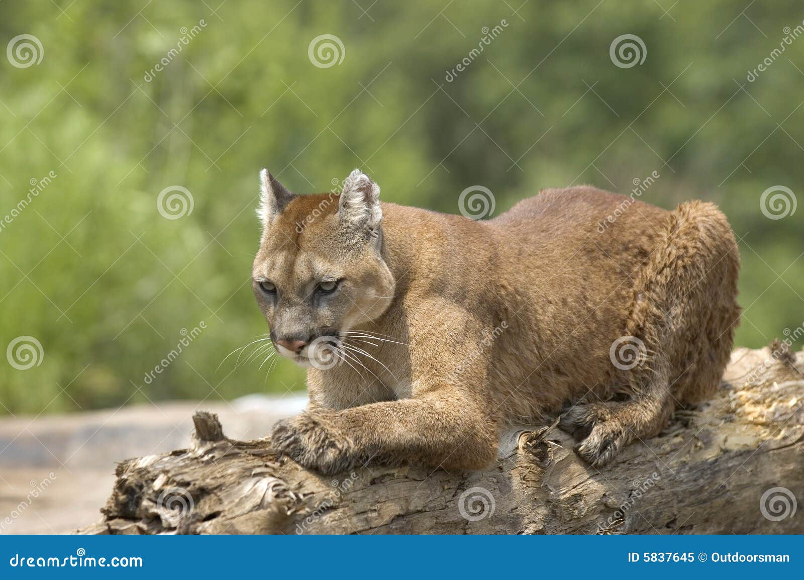 Cougar stock image. Image of danger, cougar, puma, nature 5837645