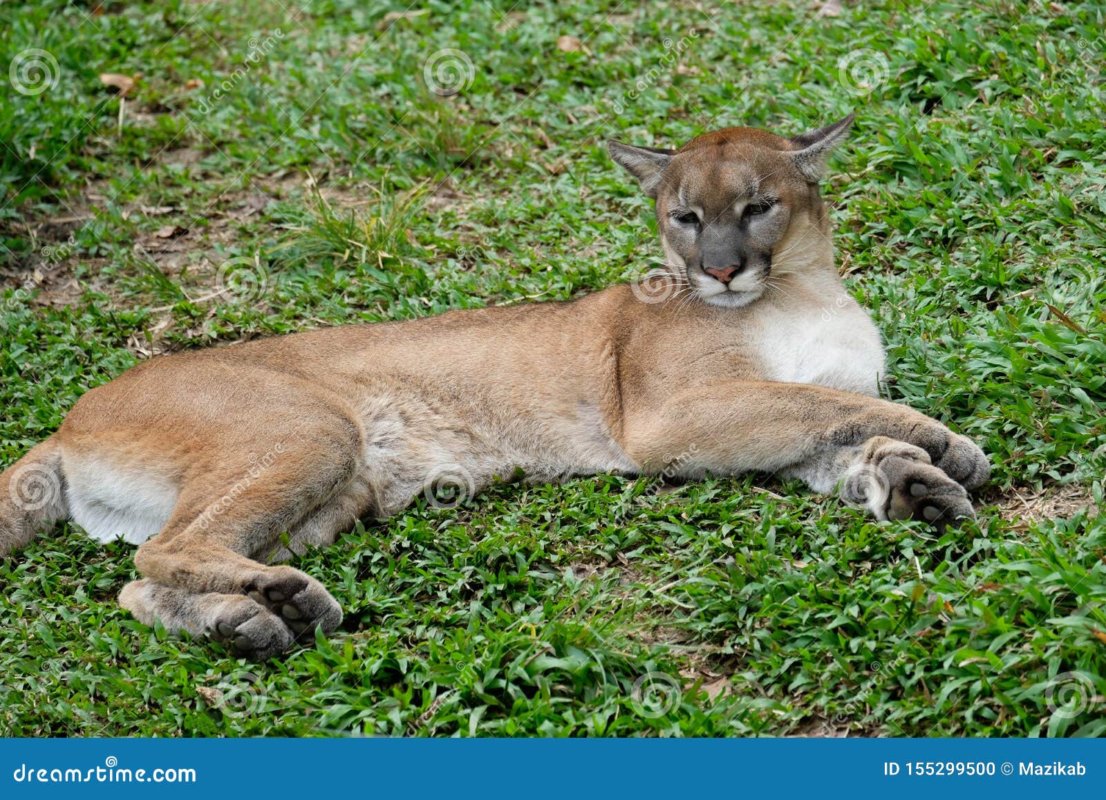 a puma is in which family