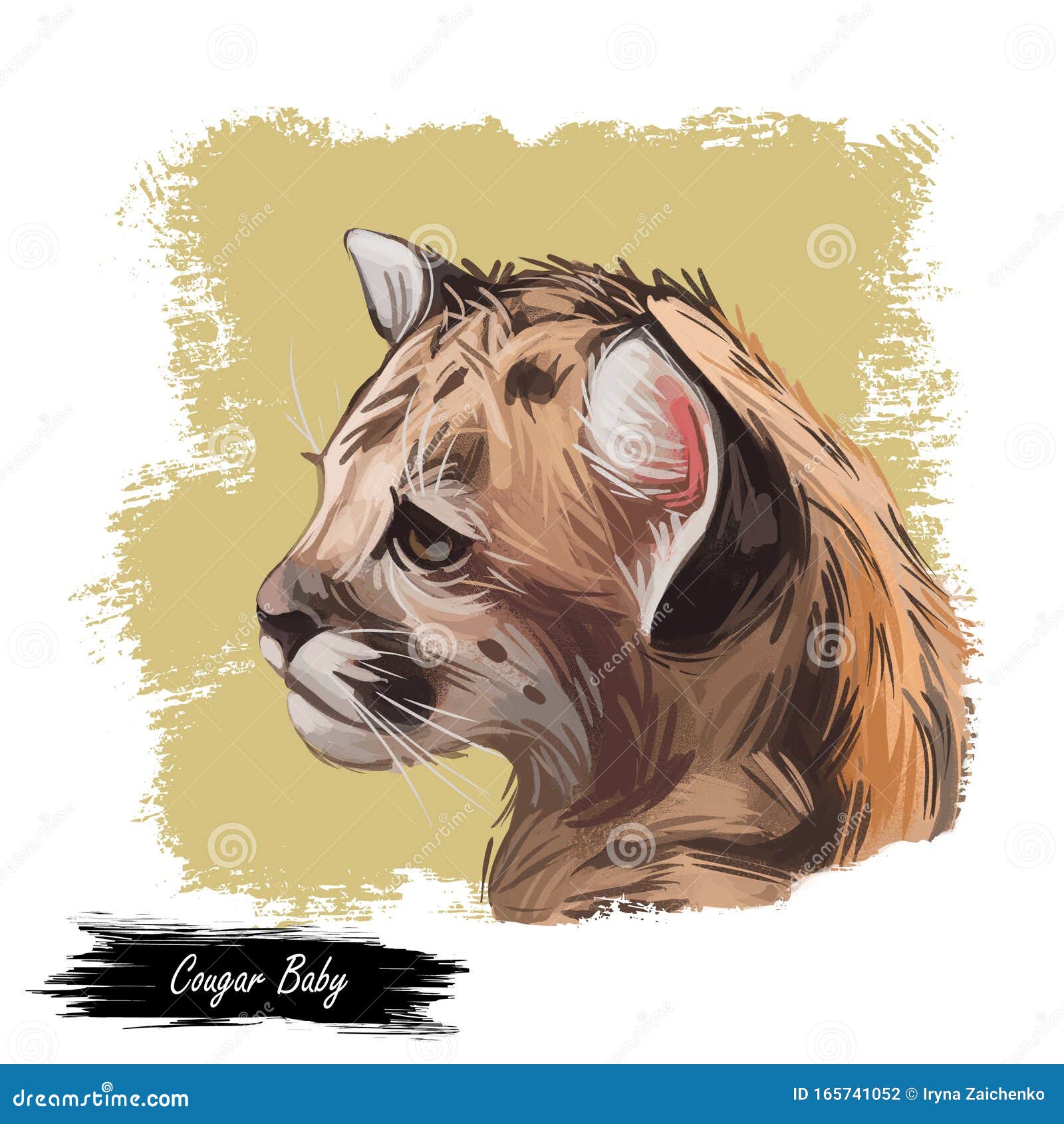 cougar baby tabby, large felid isoated wildlife cat. digita art  of mountain lion, puma, red tiger, and catamount.
