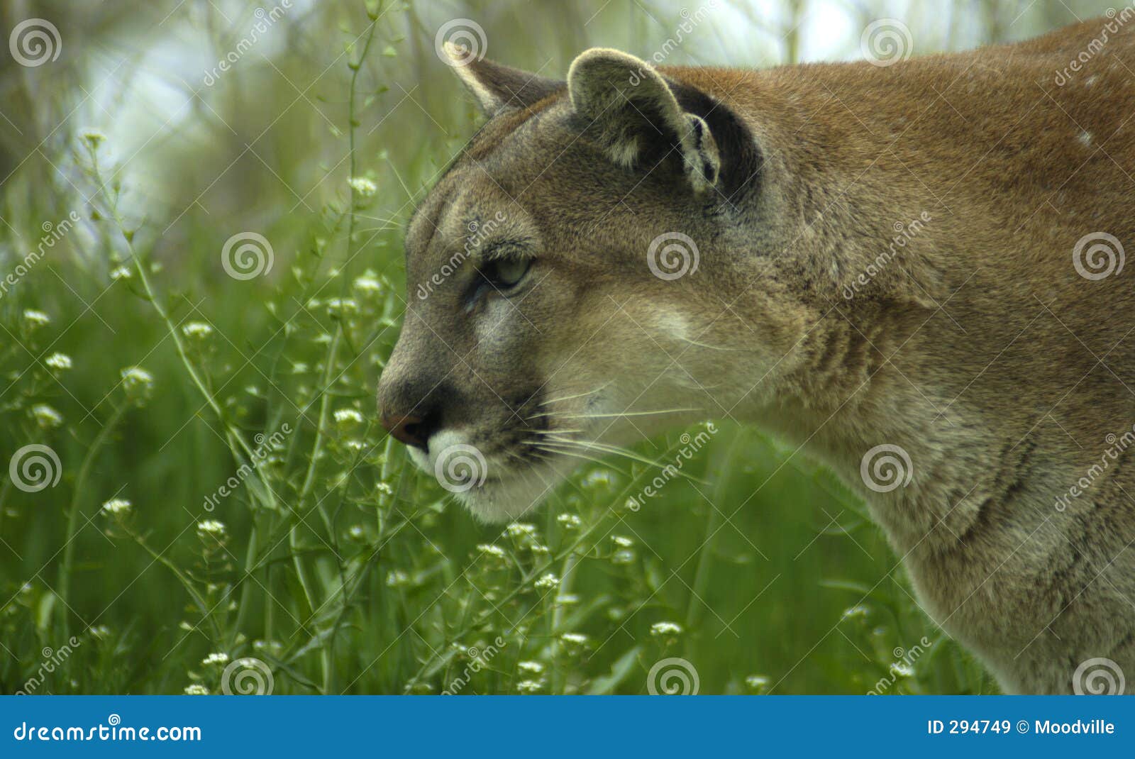 Cougar In Grass Stock Image Image Of Feline Animal Predator 294749