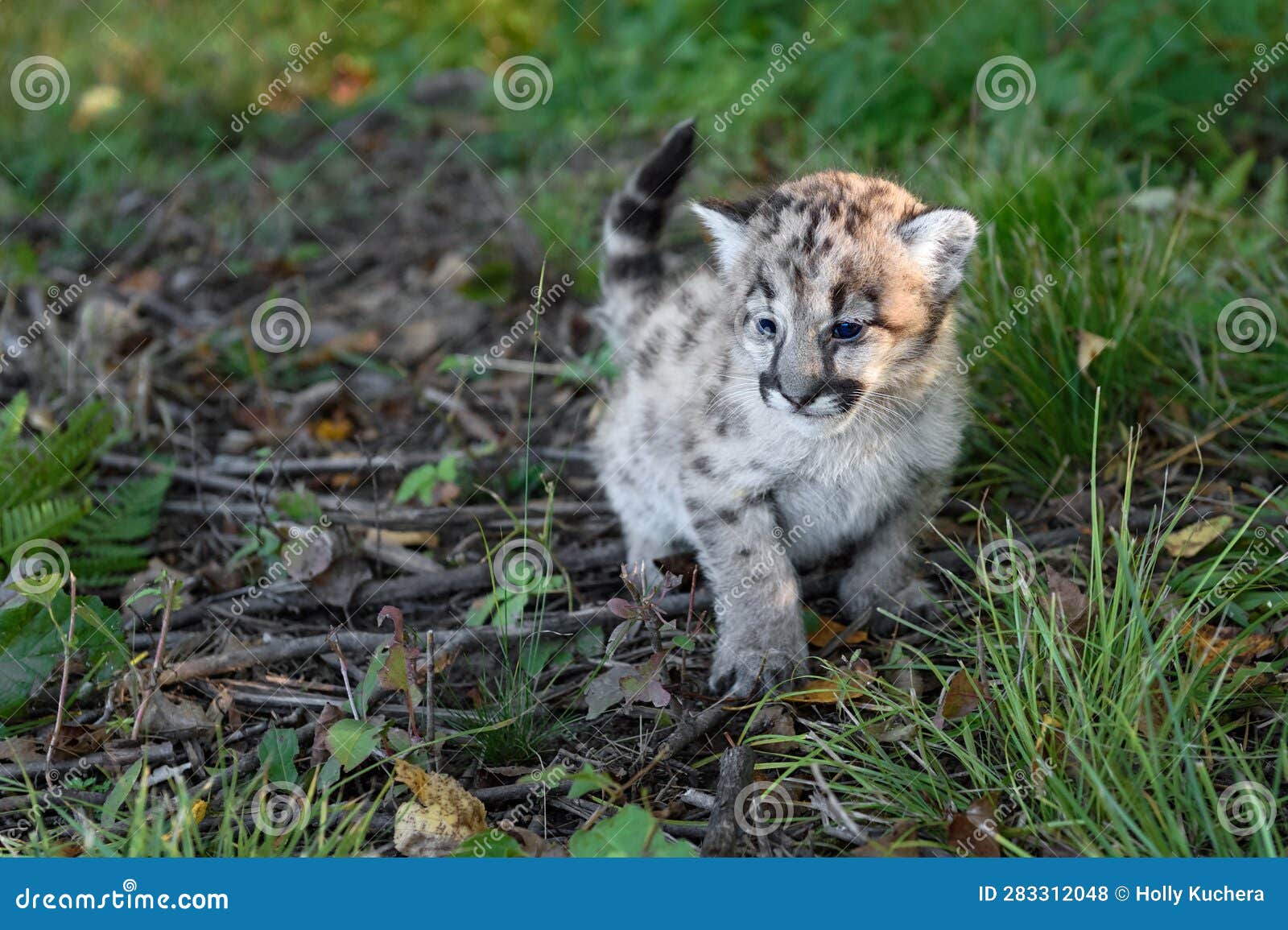 cougar kitten (puma concolor) squats to urinate in grass autumn