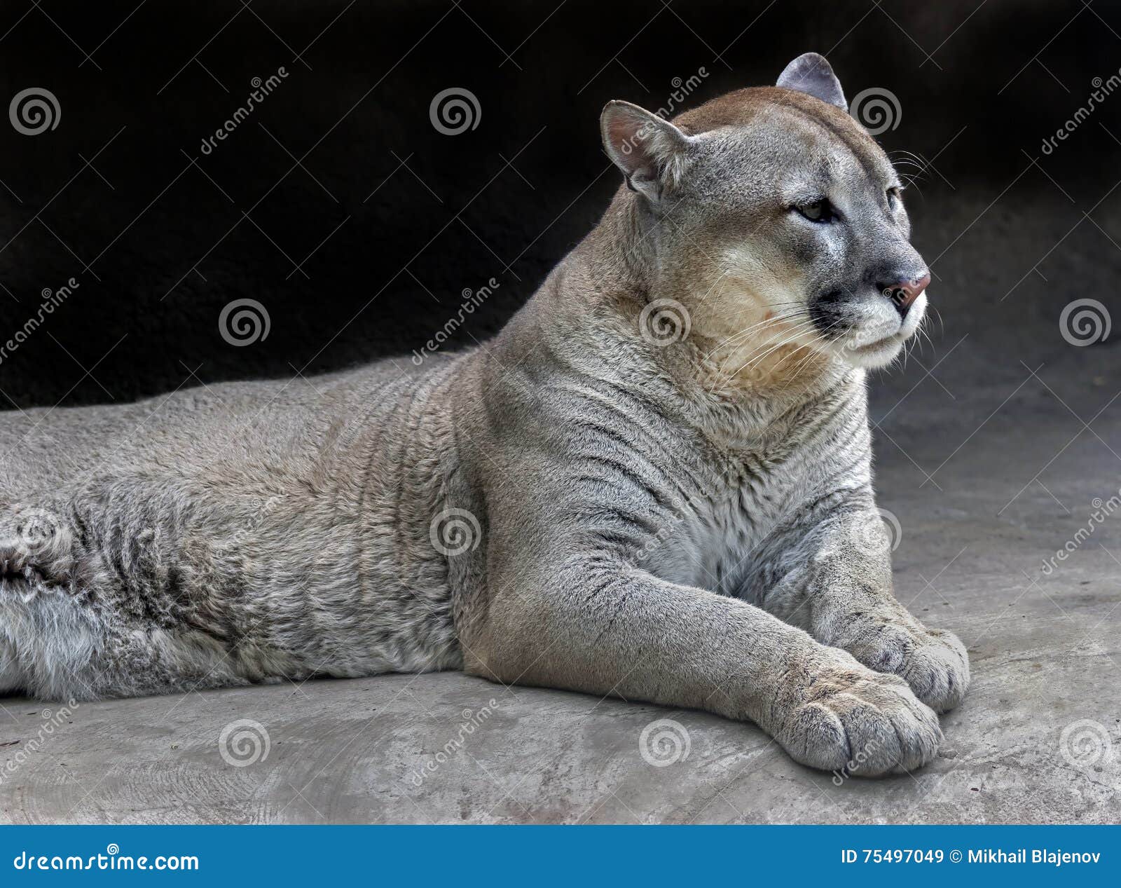 puma latin name