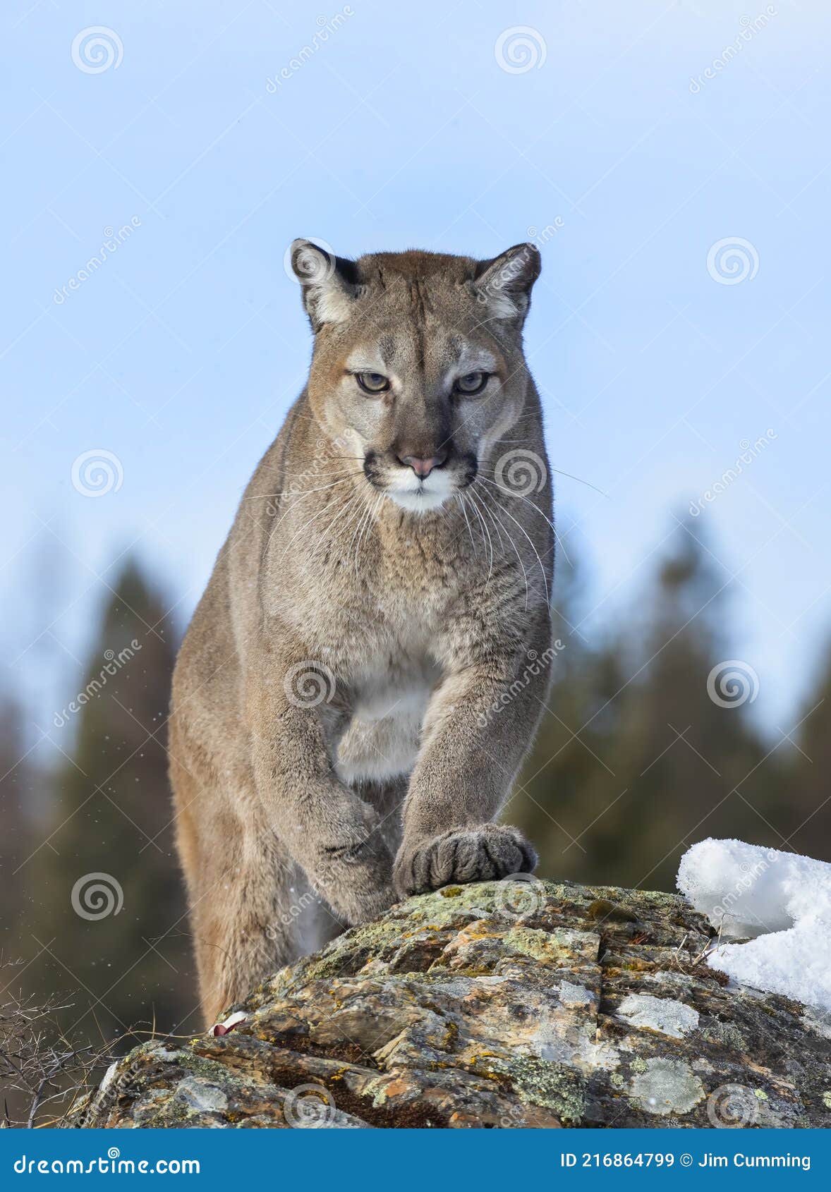 neumonía ceja Desaparecido A Cougar or Mountain Lion Puma Concolor Walking in the Winter Snow in  Montana, USA Stock Image - Image of mountain, natural: 216864799