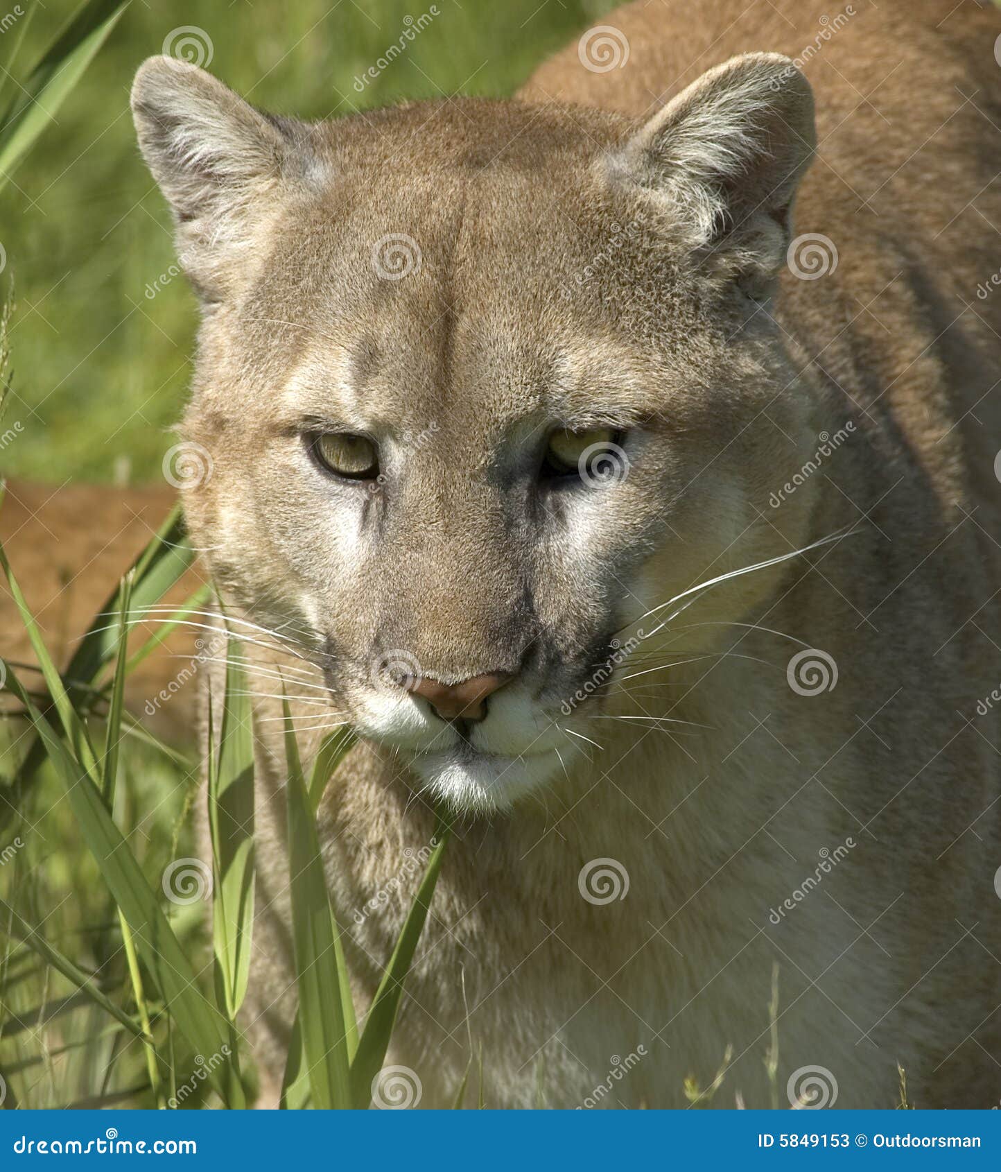 Cougar portrait stock image. Image of puma, dangerous 5849153