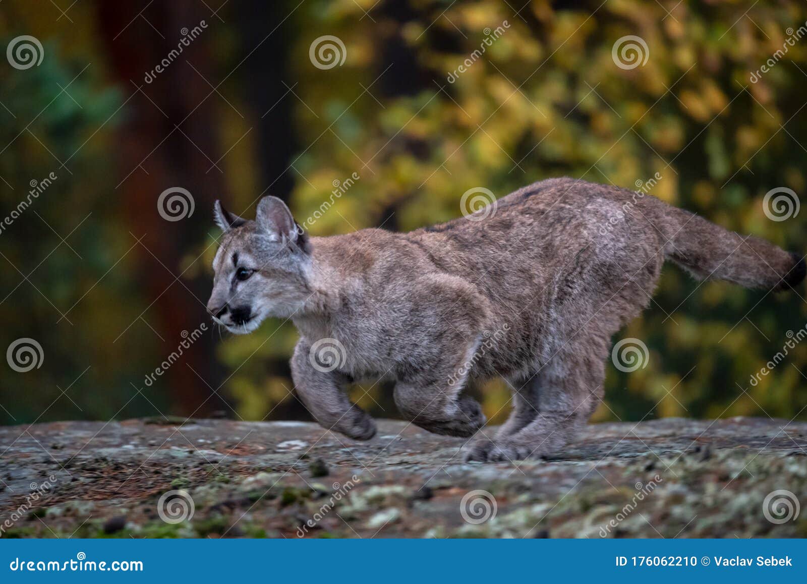 Cougar Puma Concolor, Also Commonly Known As the Mountain Stock Photo -  Image of lion, mountain: 176062210