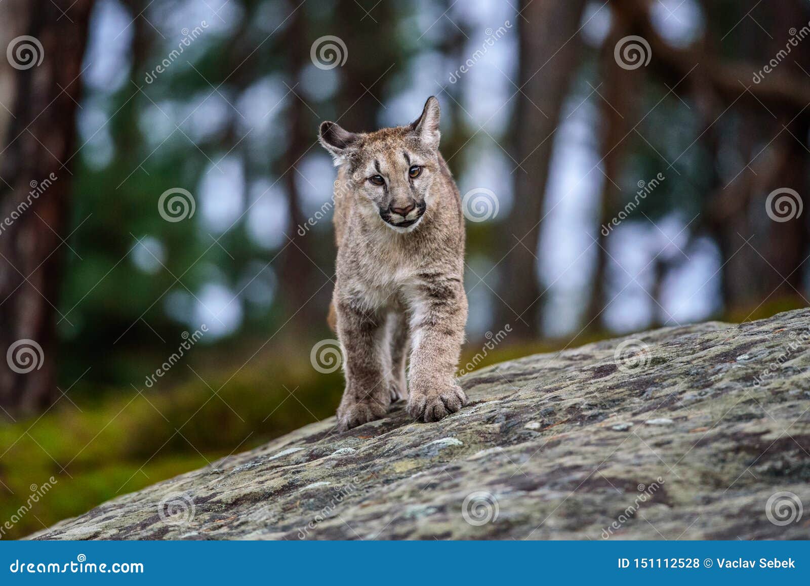 wildcat also called the puma