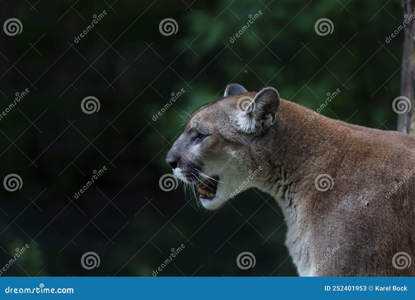 colina recuperar congelador The Cougar Puma Concolor, Also Commonly Known by Other Names Including  Catamount, Mountain Lion, Panther and Puma Stock Image - Image of isolated,  habitat: 252401953