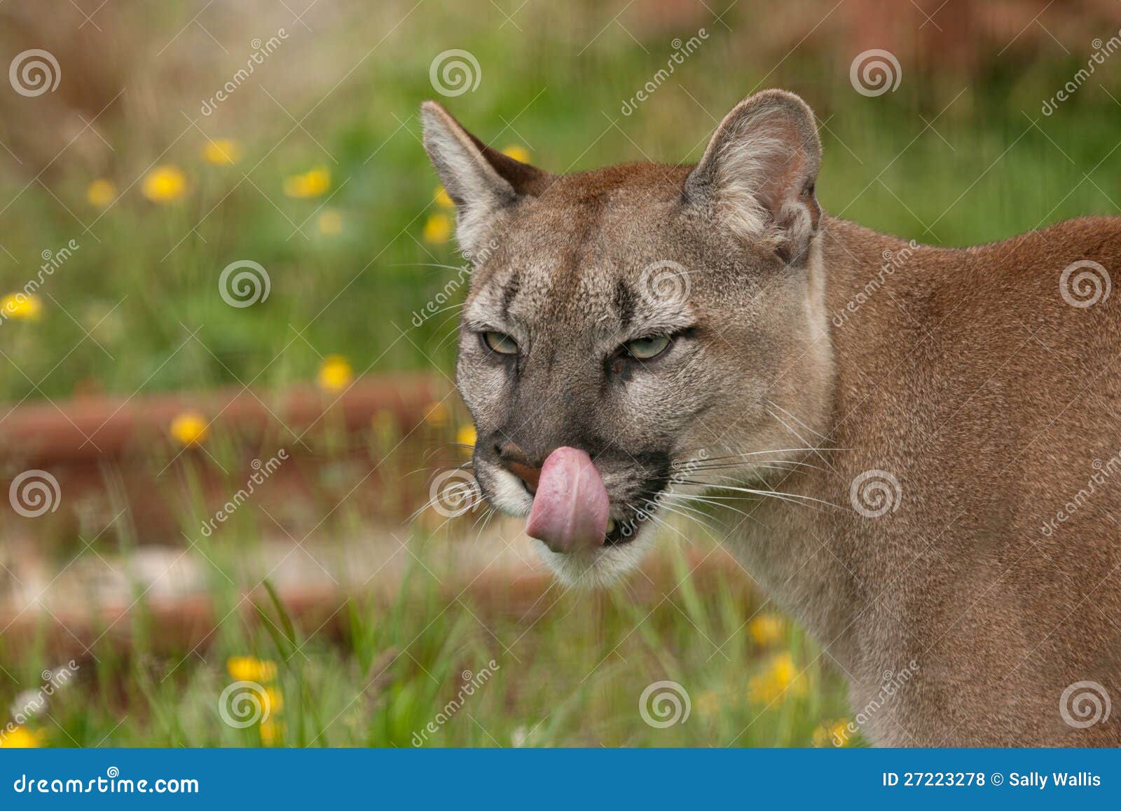Cougar, Puma Or Mountain Lion With Tongue Stock Photo - Image of ...