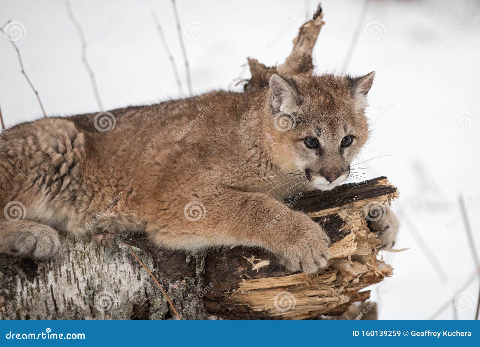 Cougar Puma, Une Femelle, Concolore Les Fissures De L'hiver Image stock -  Image du nature, faune: 160139259