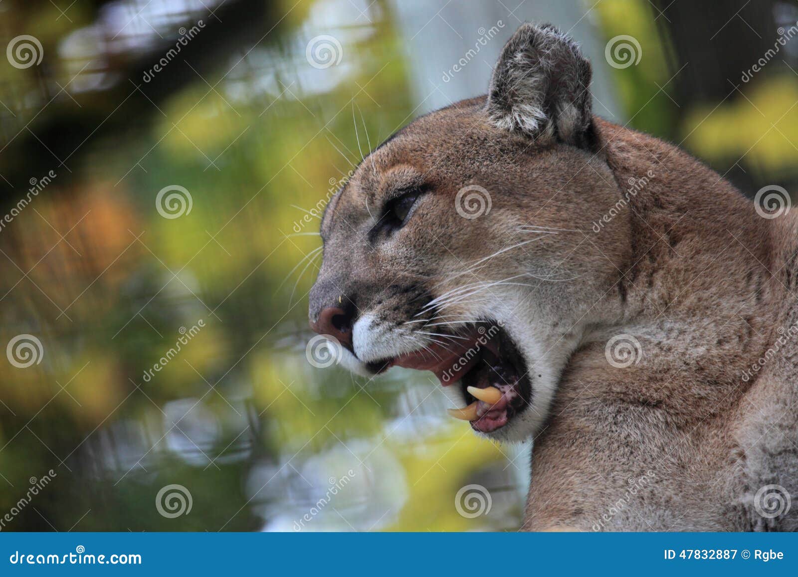 Cougar roar stock image. Image of travel, mountain, puma 47832887