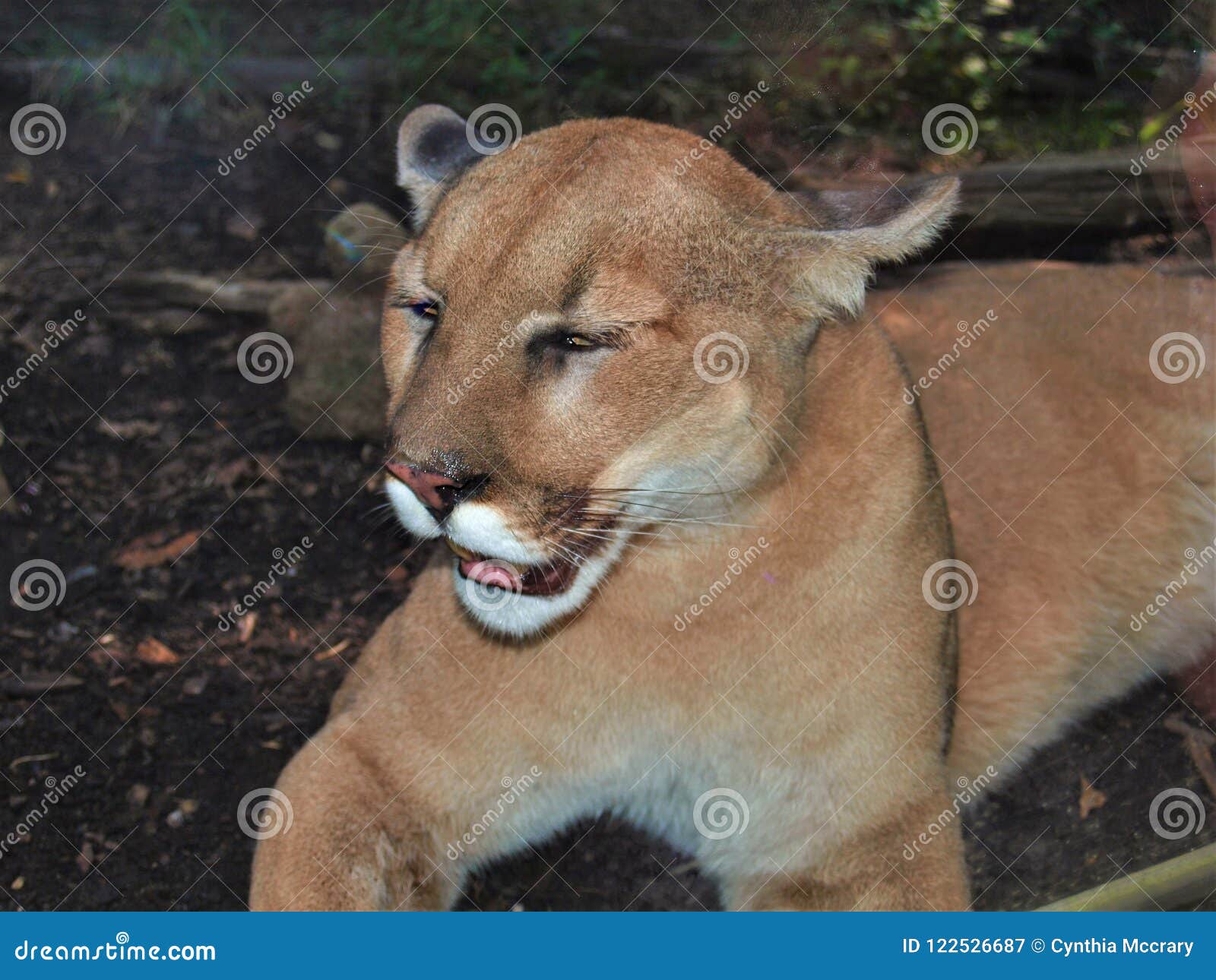 Cougar Puma Concolor, Mountain Lion 