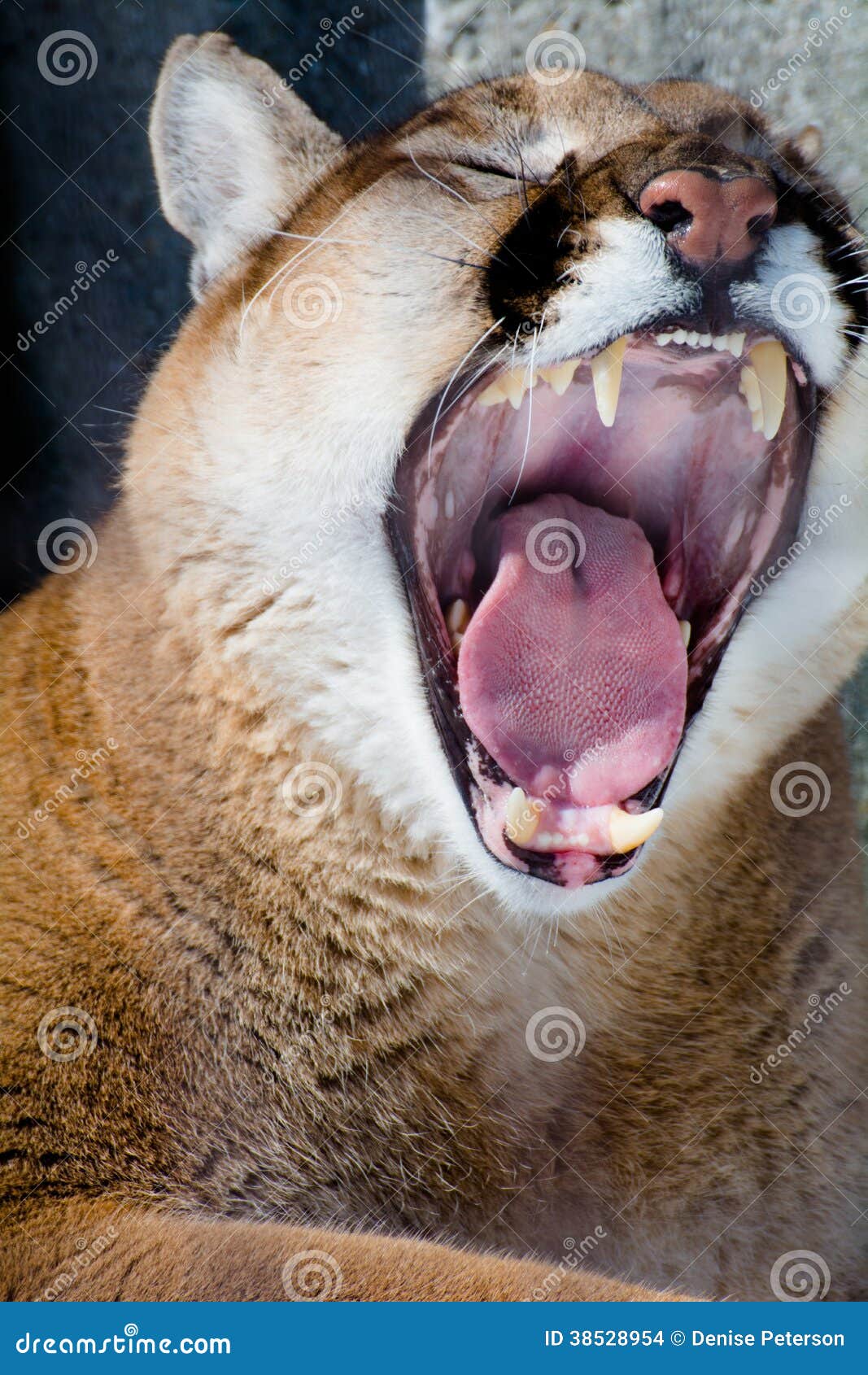 Cougar Puma Mountain Lion Tongue Photos - Free & Royalty-Free ...