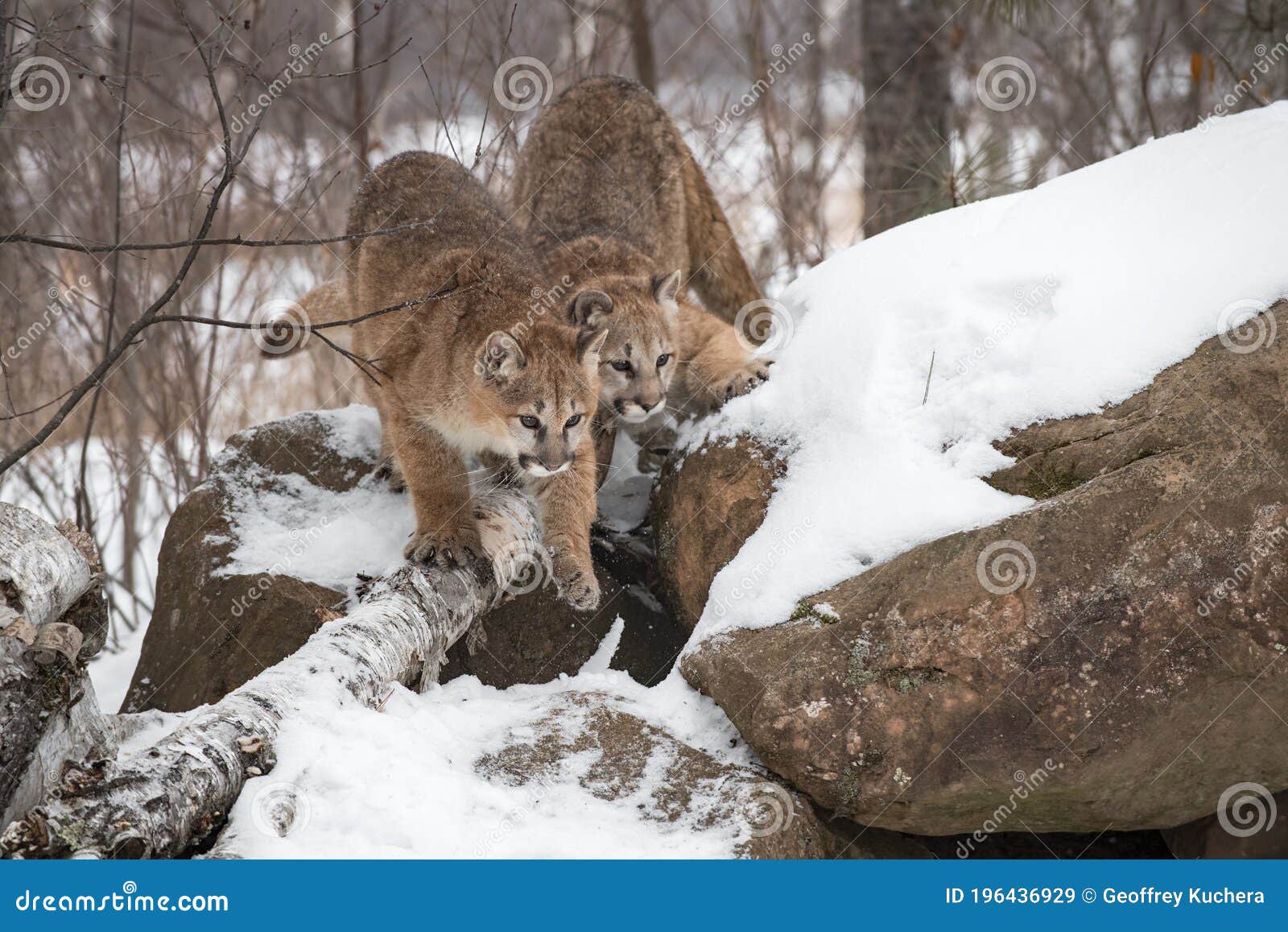 Cougars Mujeres Puma Concolor Bajan La Cara Del Invierno De Rock de - Imagen de invierno, puma: 196436929