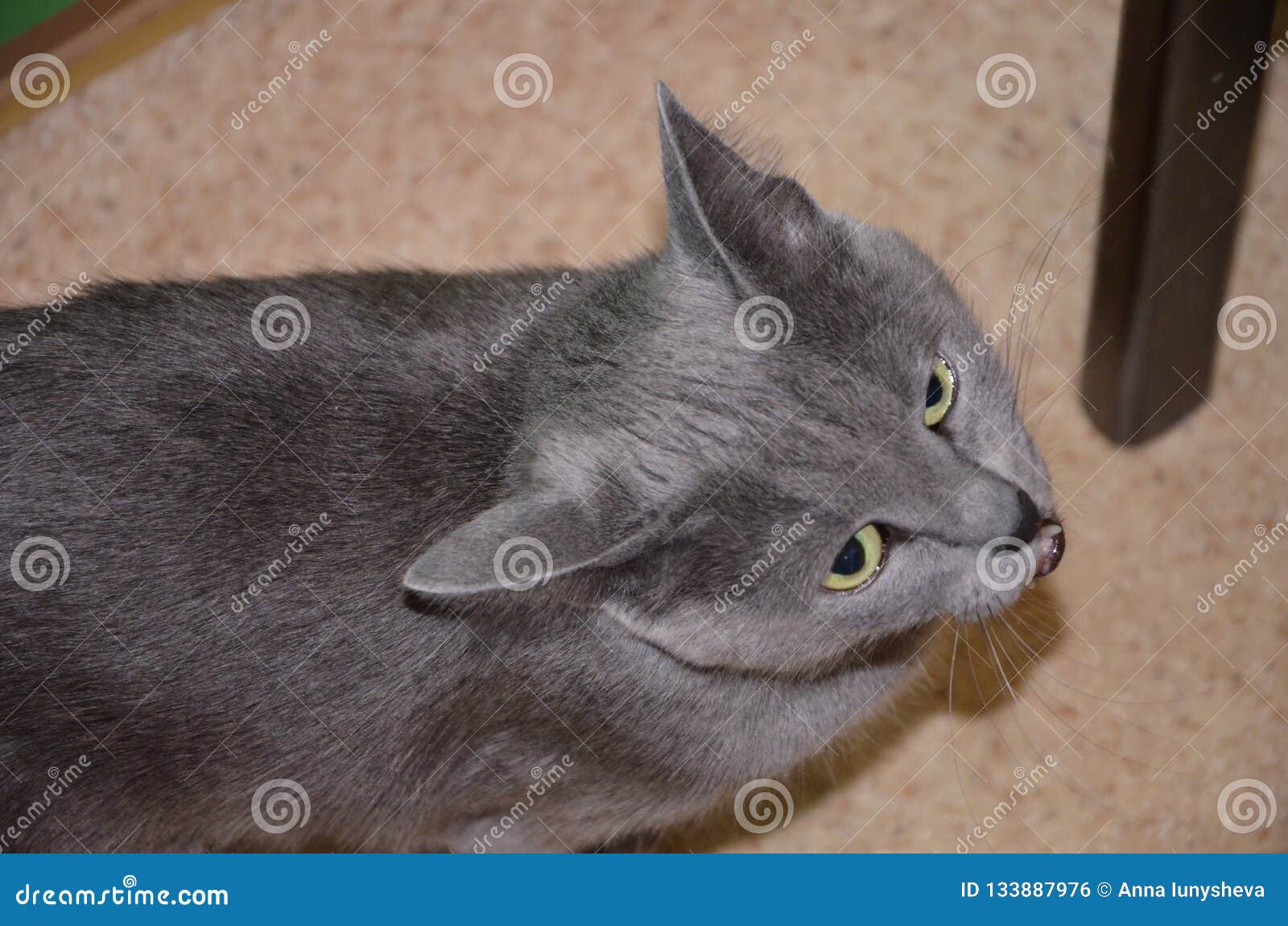 Couleur Argent Grise Russe De Gris Bleu De Race De Chat Avec