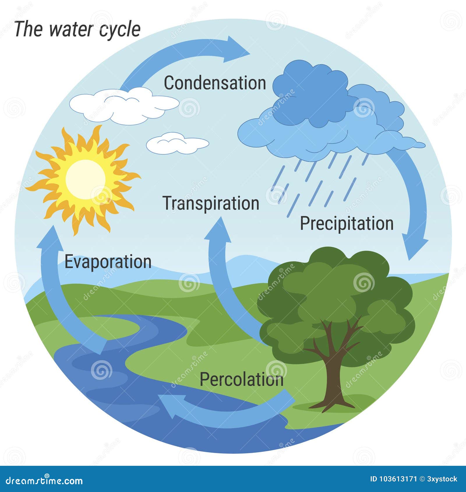 Couleur De Cycle De Leau Illustration De Vecteur