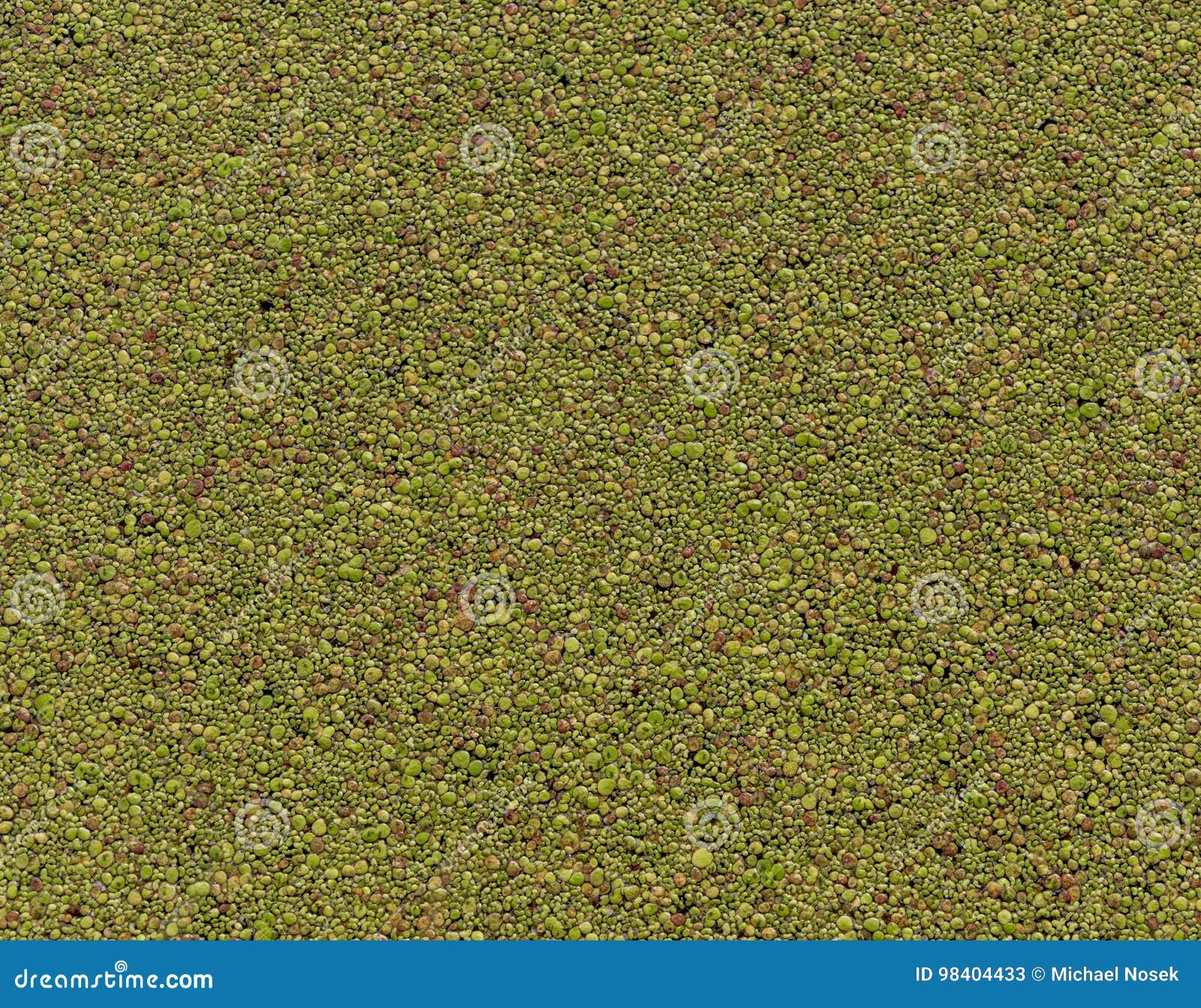 Couleur Petits Points Sur L Eau Dans L Etang Image Stock Image Du Rose Bleu