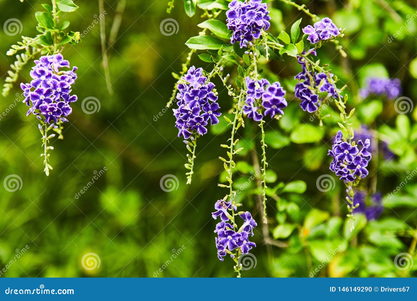 Couleur Violette De Petite Fleur Tropicale Sensible Illustration Stock -  Illustration du flore, ressort: 146149290