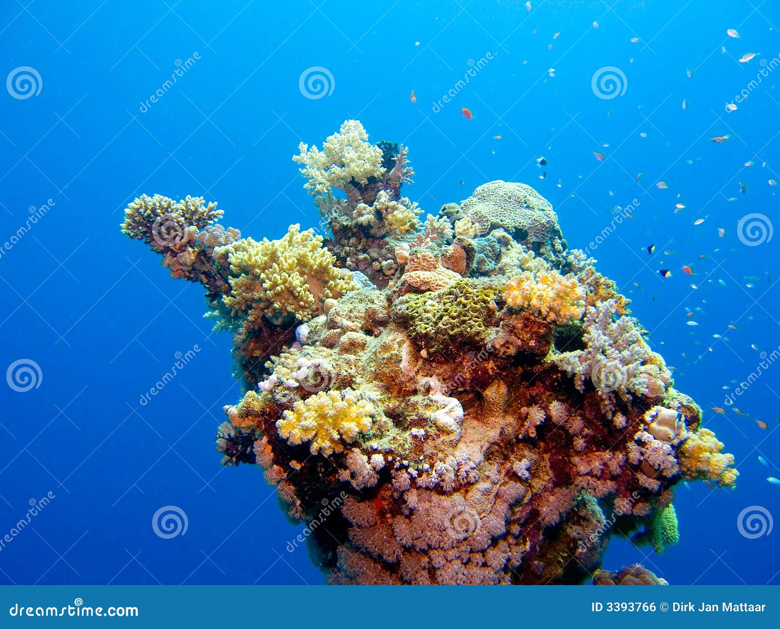 Couleurs de la Mer Rouge photo stock. Image du corail 3393766