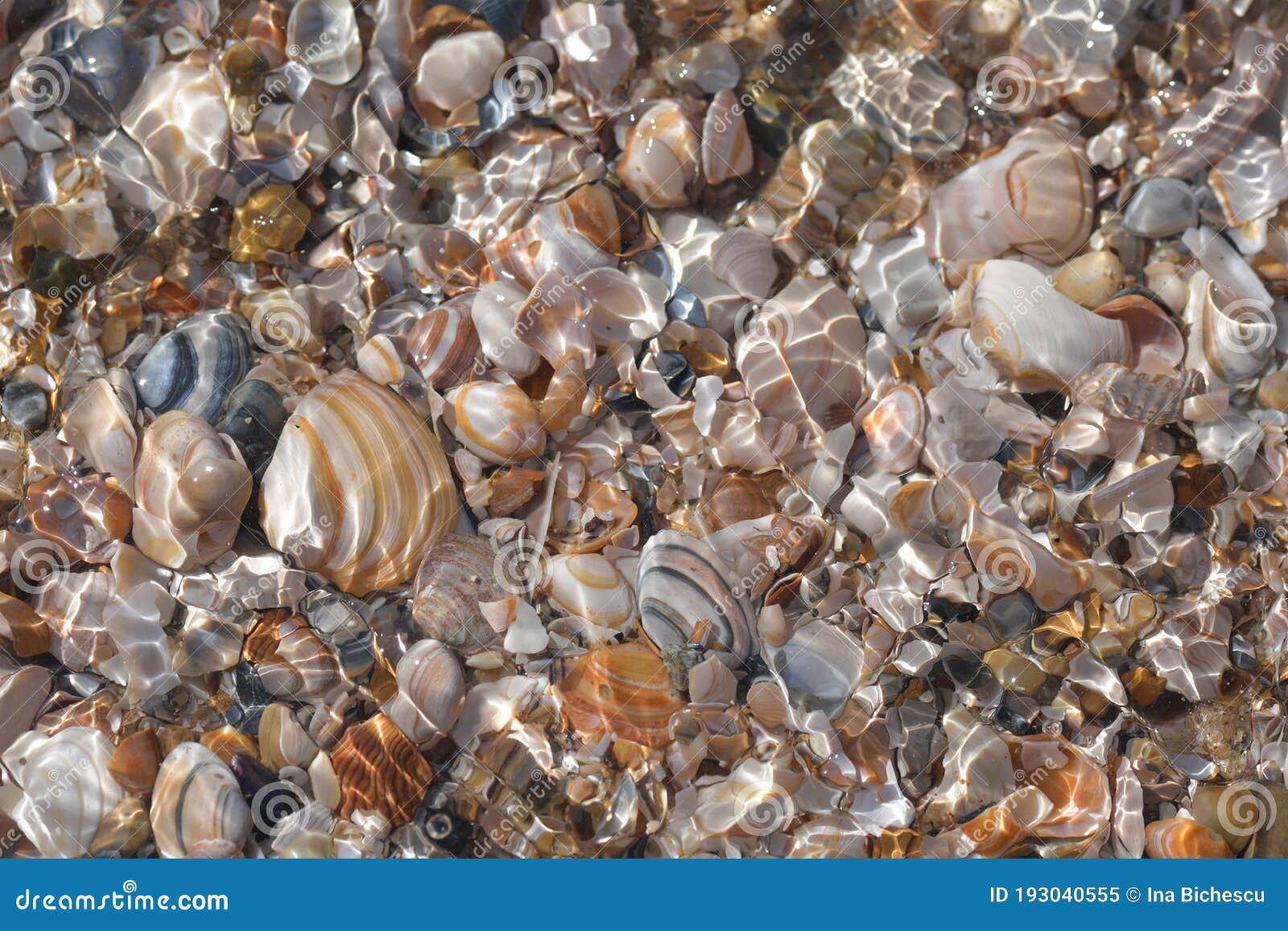 countless mussel shells lie in the sea water .