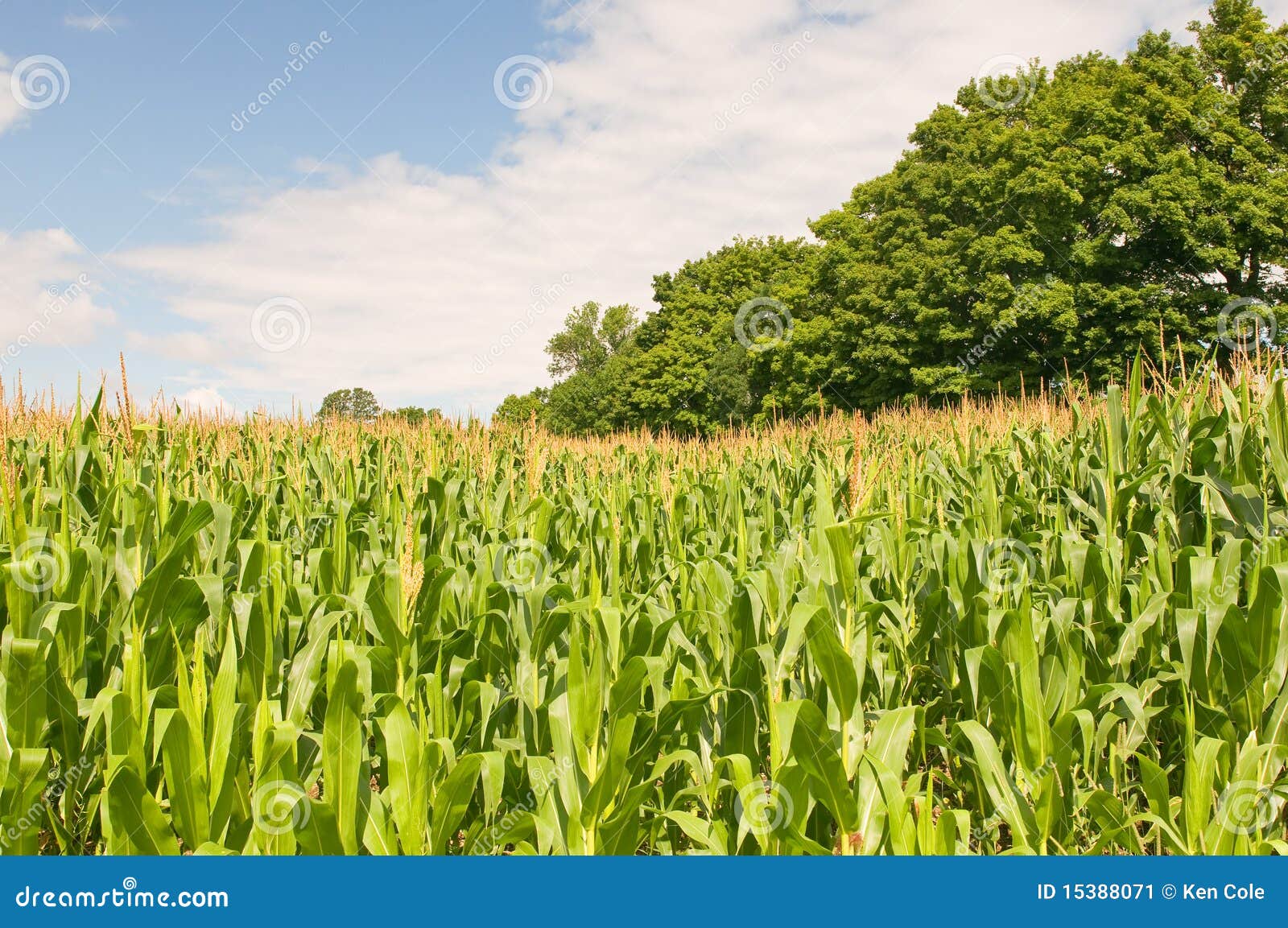 country cornfield