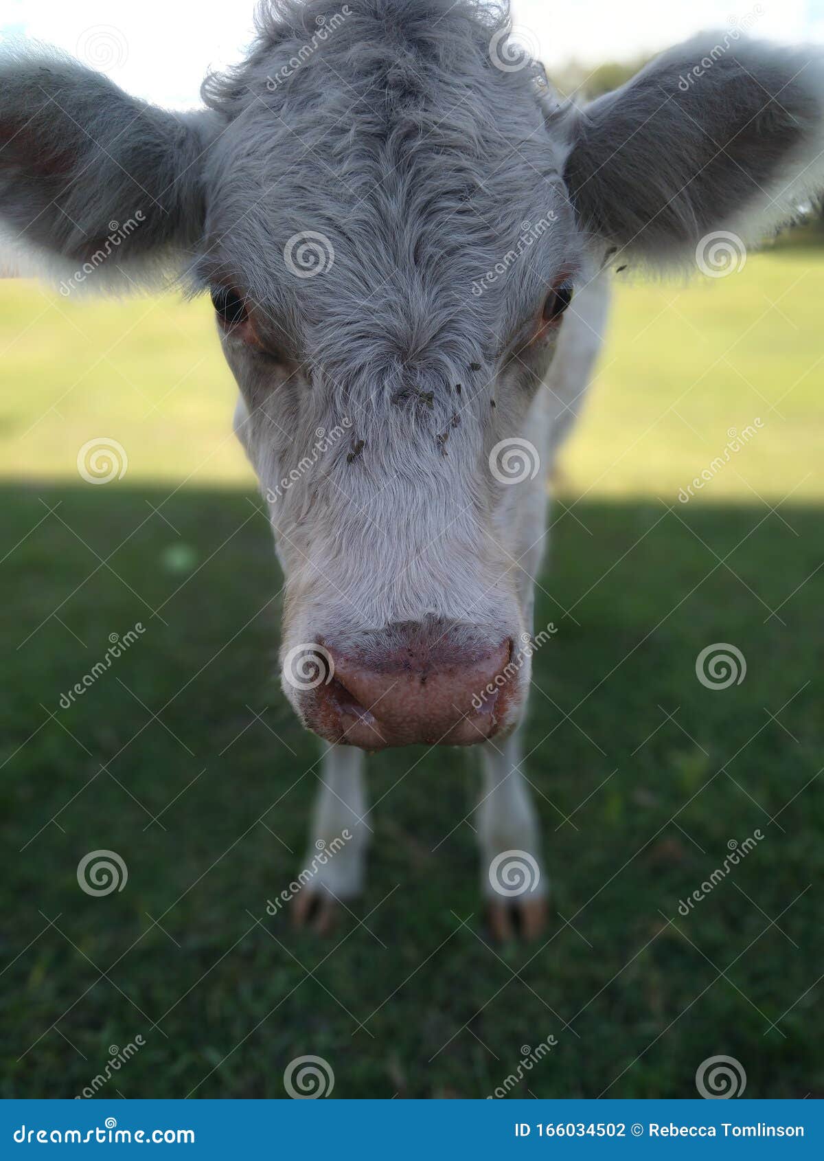 Country Cow Love Stock Photo Image Of Rustic Country Country Cow Love Stock Photo Image Of Rustic Country