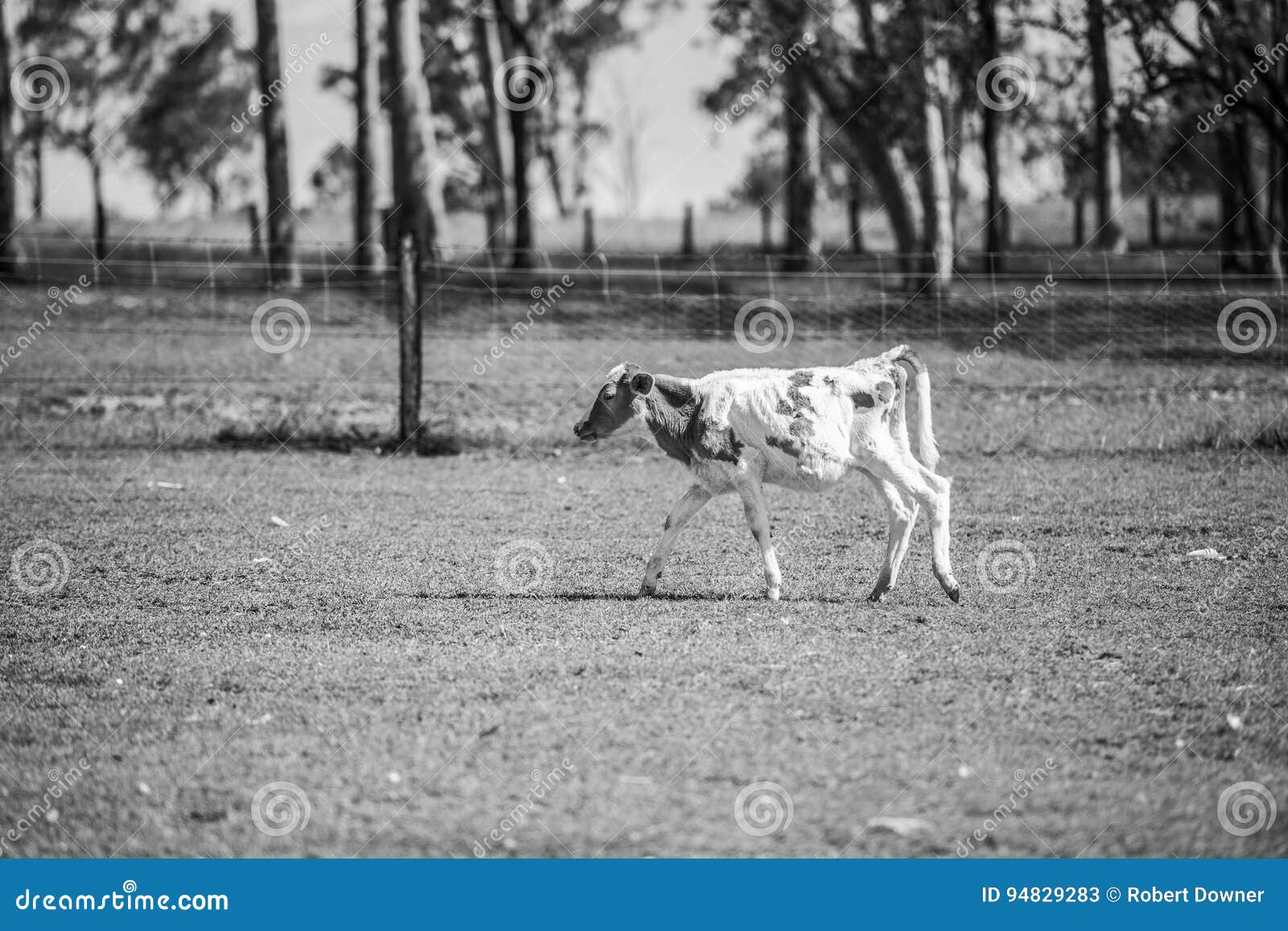 Country Cow stock image. Image of farmland, graze, beef 94829283