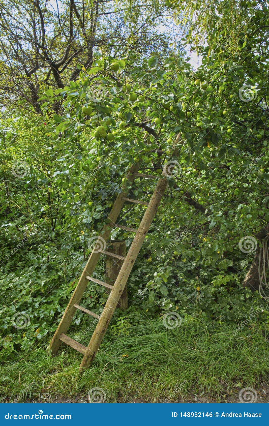 Country Garden With Old Fence Stock Photo Image Of Lush Garden