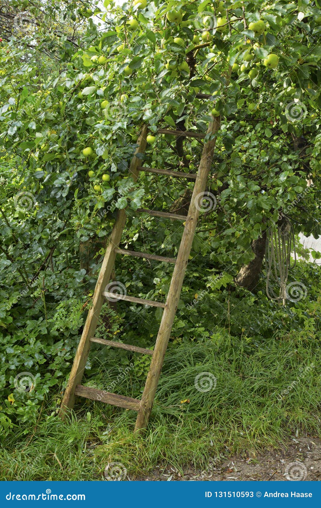 Country Garden With Old Ladder Stock Image Image Of Harvest
