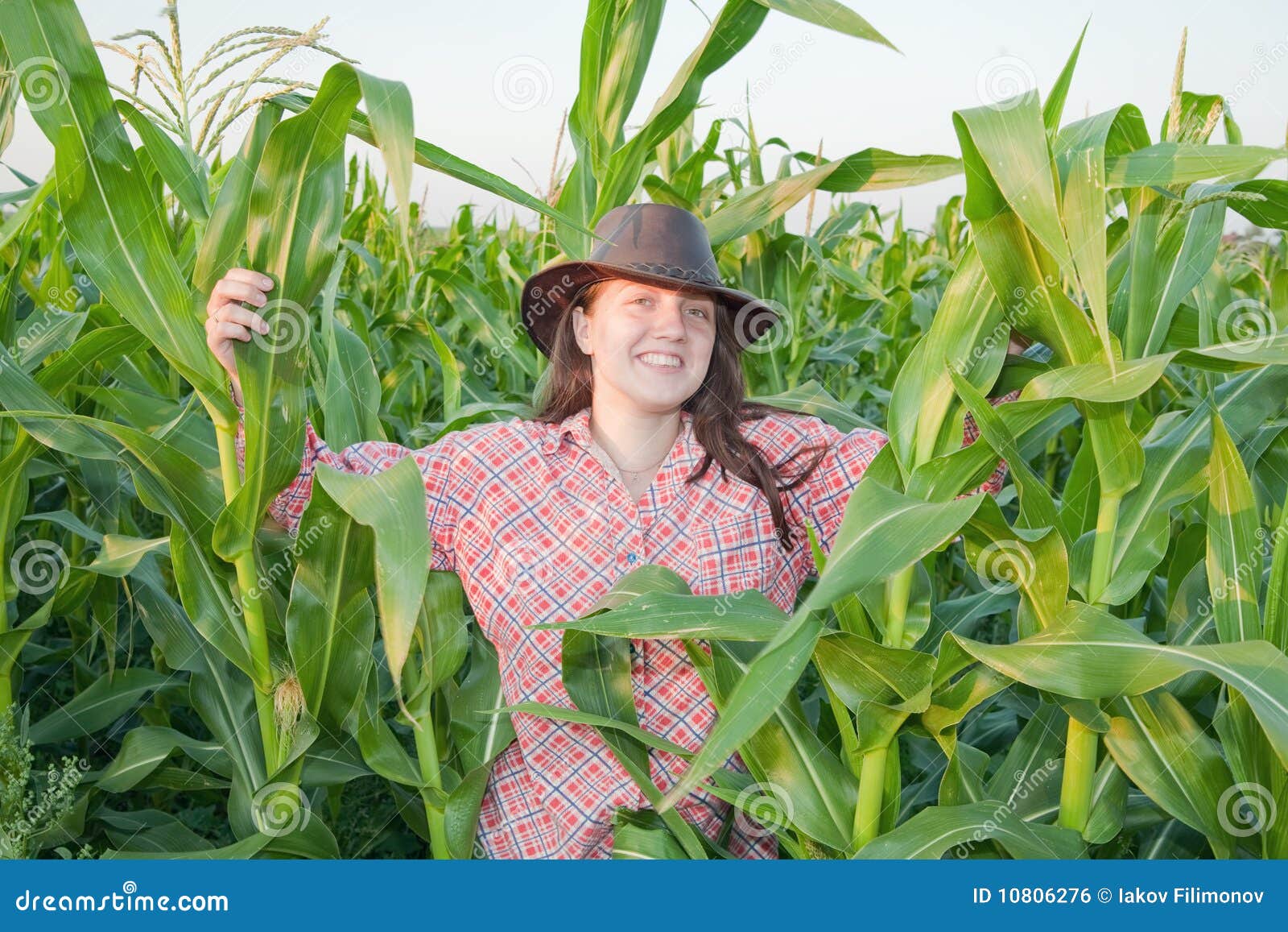 Country girl in corn field stock photo. Image of farmland 10806276