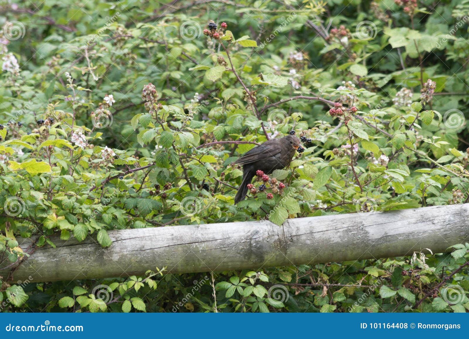A bird eats a blackberry stock photo. Image of countryside 101164408