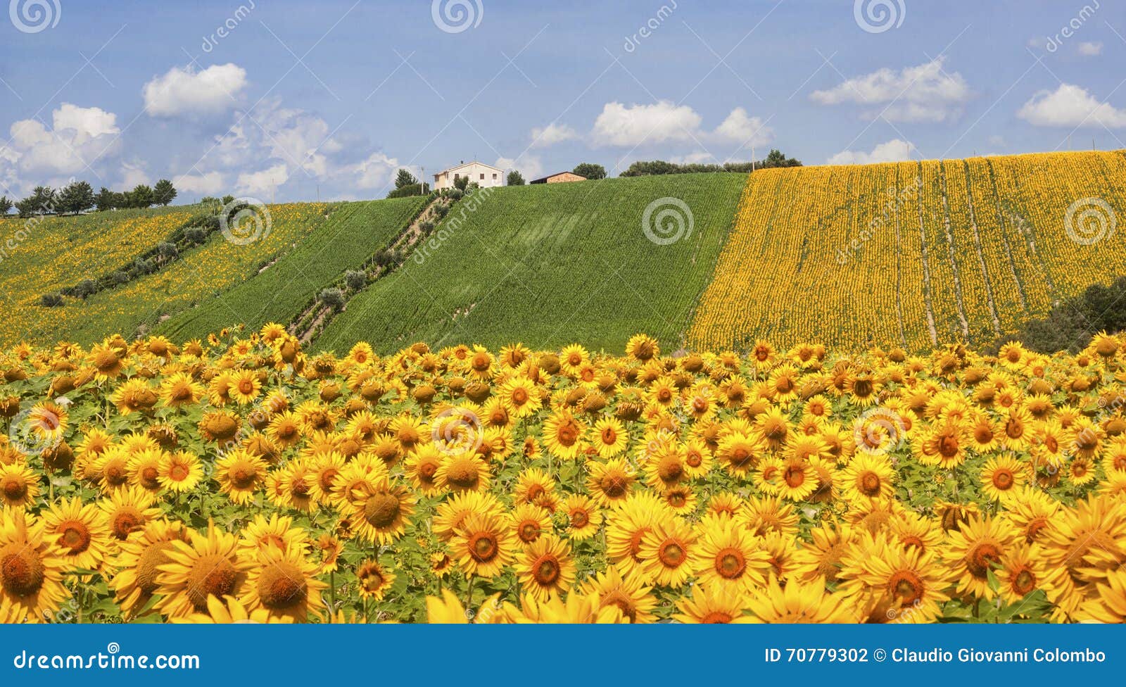 Country landscape in Marches (Italy) at summer: field of sunflowers