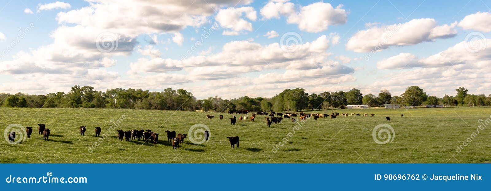 country panorama of cattle in lush pasture