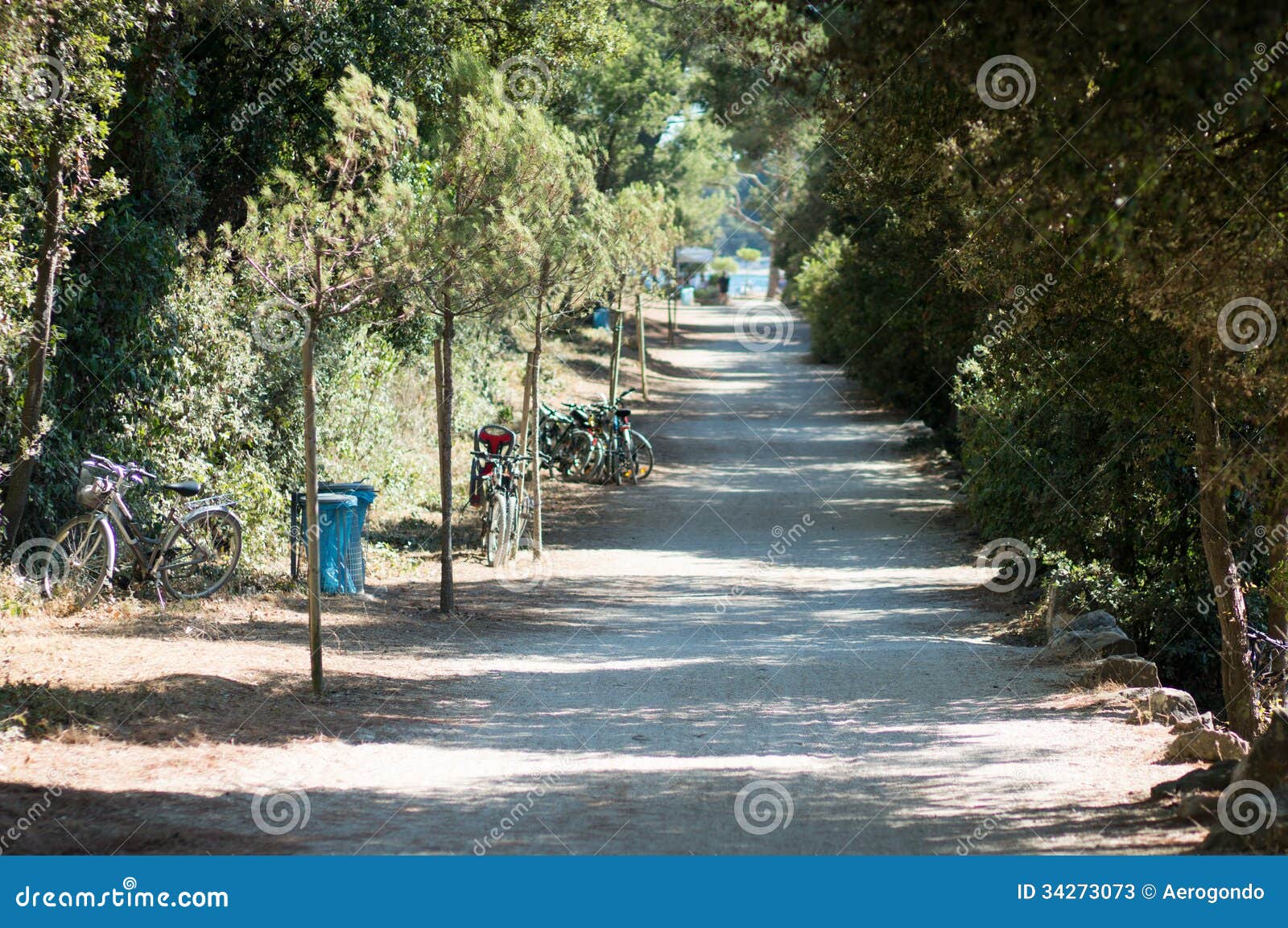 country path in the morning