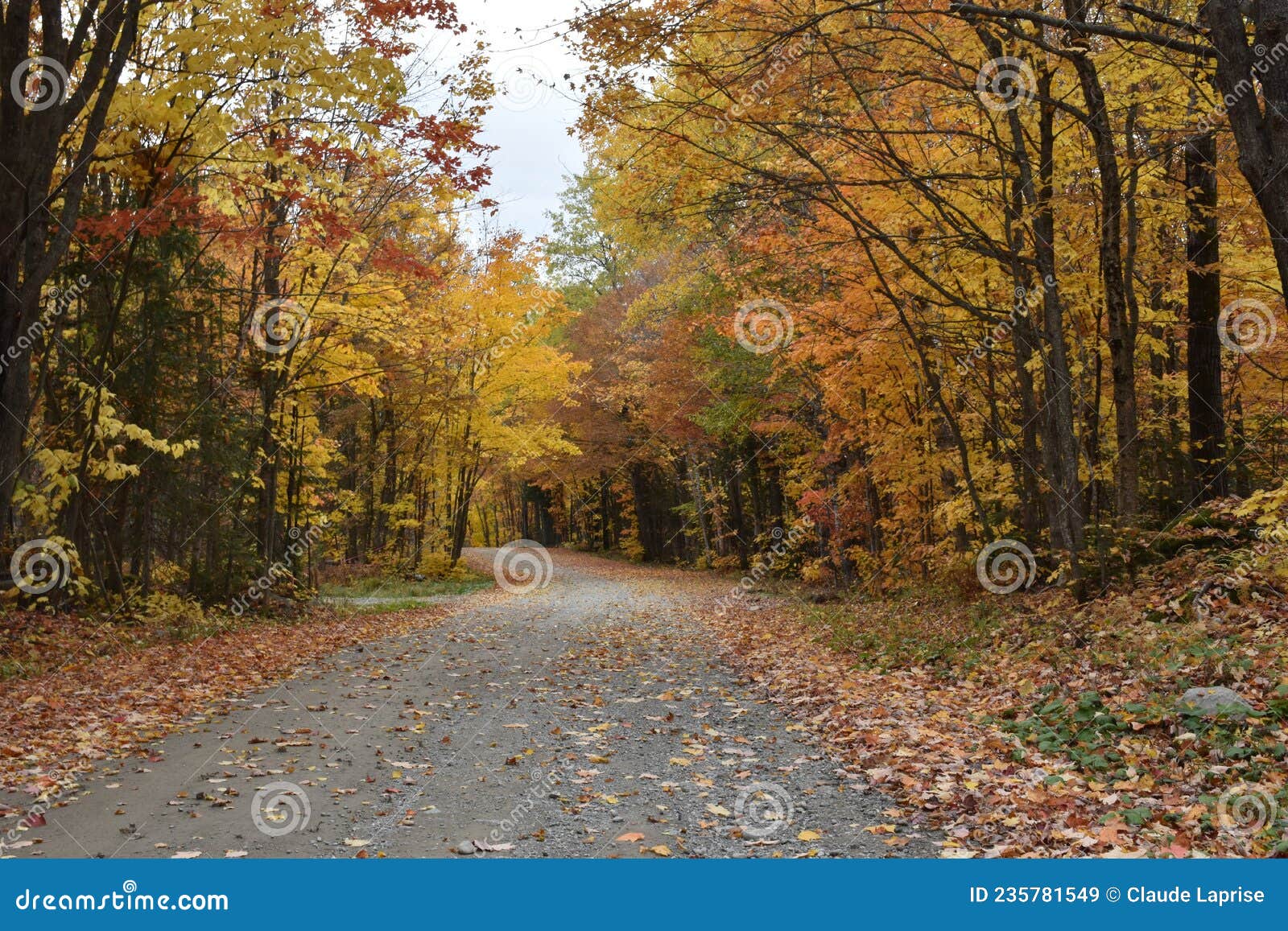 a country road in autumn