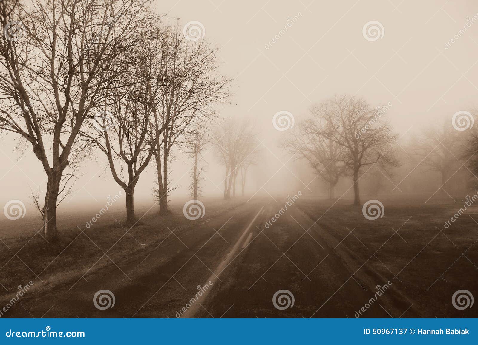 country road fog, trees