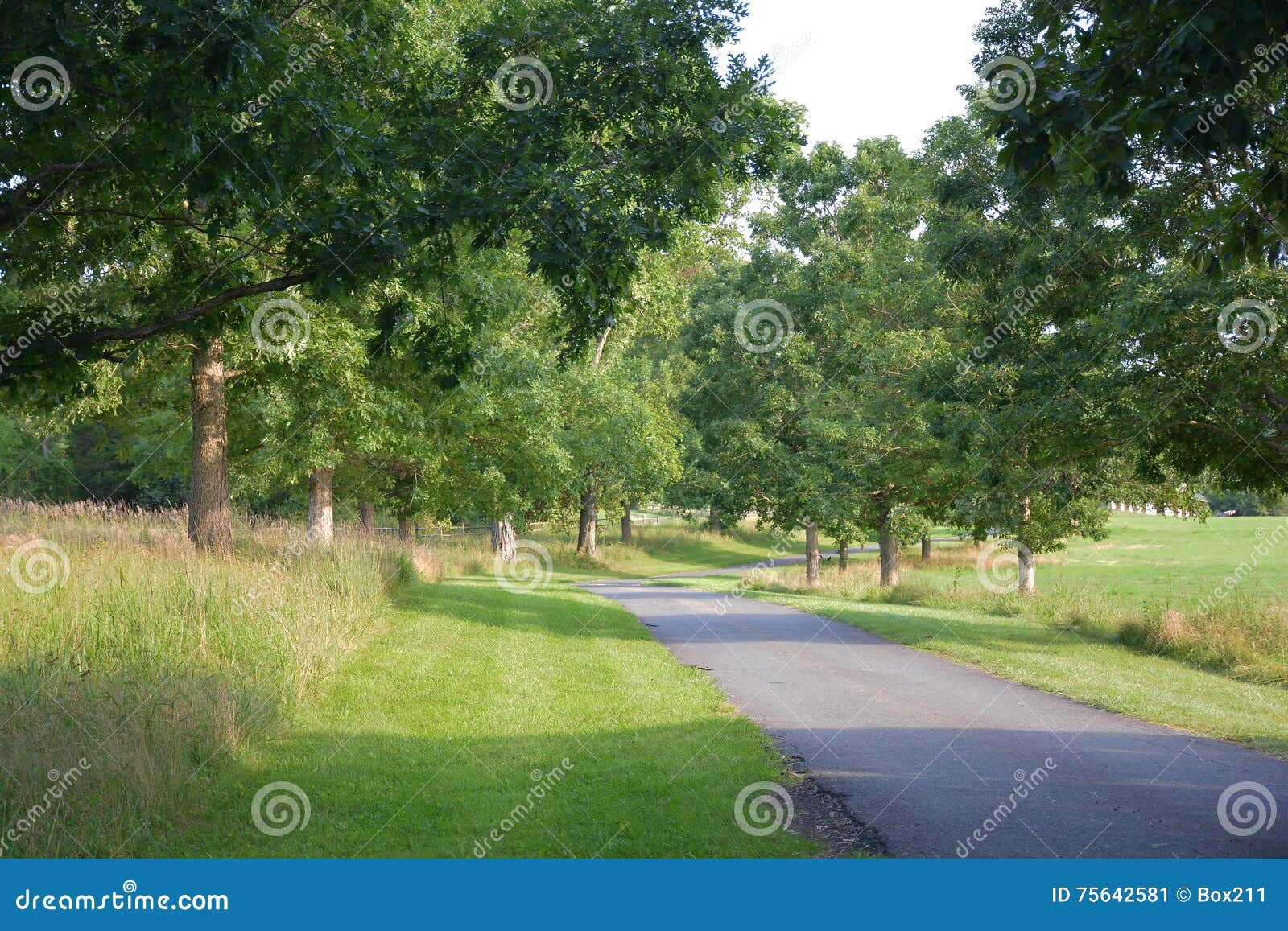 Country Road stock image. Image of trees, springtime 75642581
