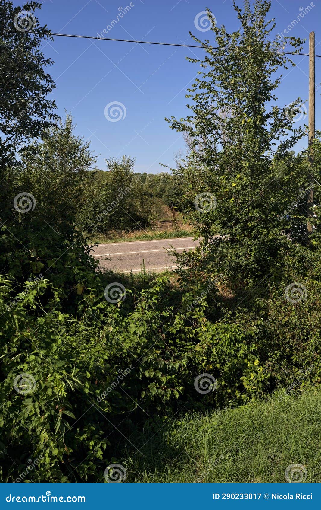 country road with over head cables passing over it on a sunny day framed by plants in a trench