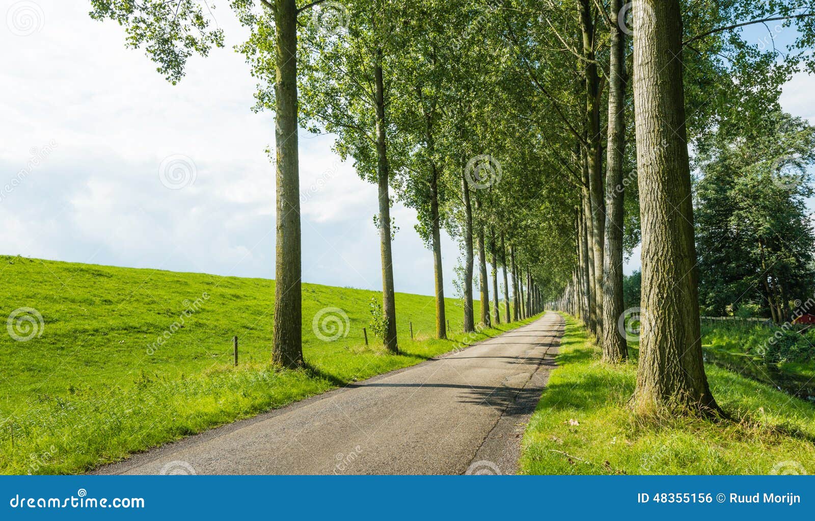 Country Road between Rows of Tall Trees Stock Photo Image of idyllic