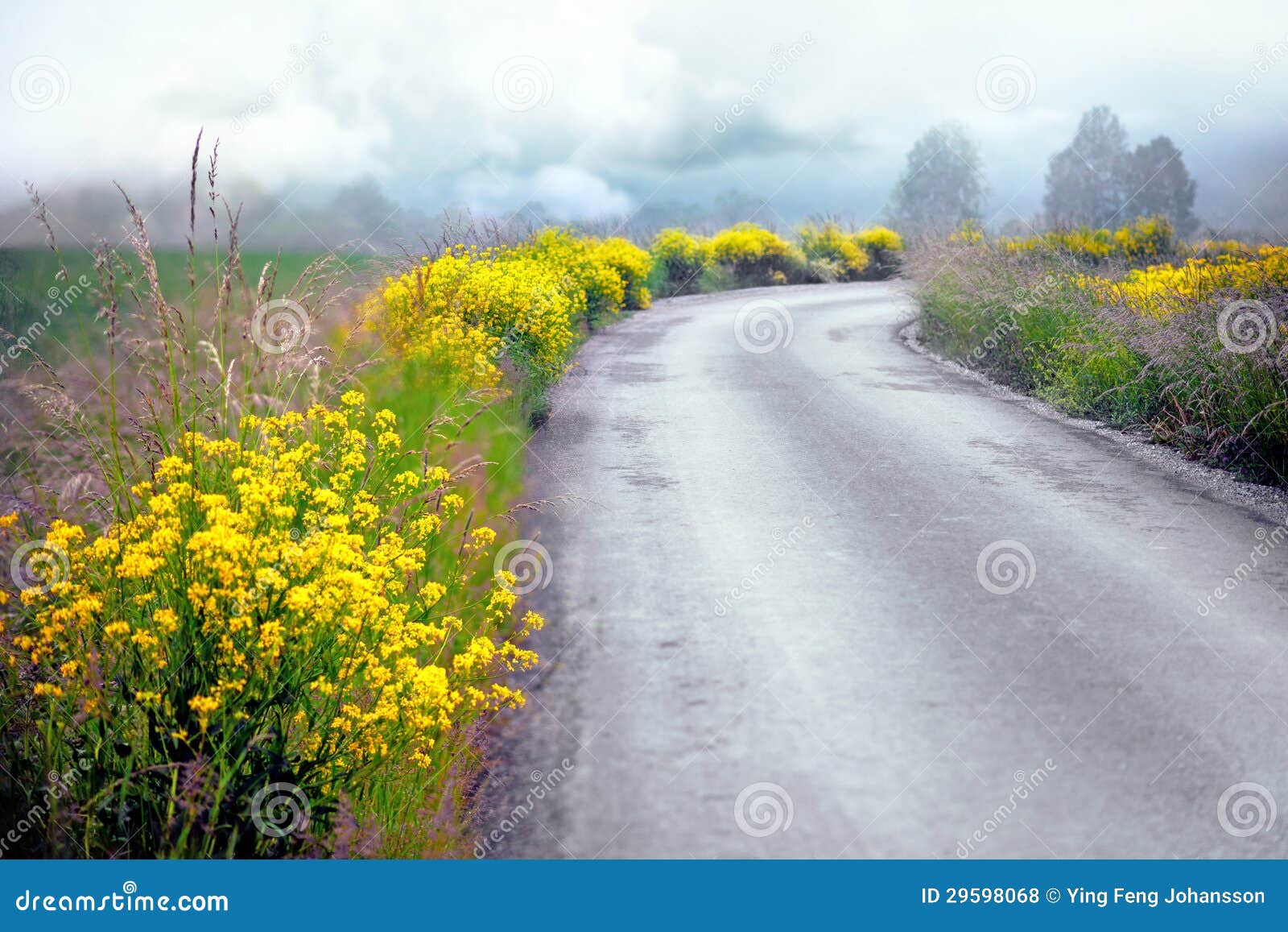Country Road In Summer Stock Photo Image Of Country 29598068